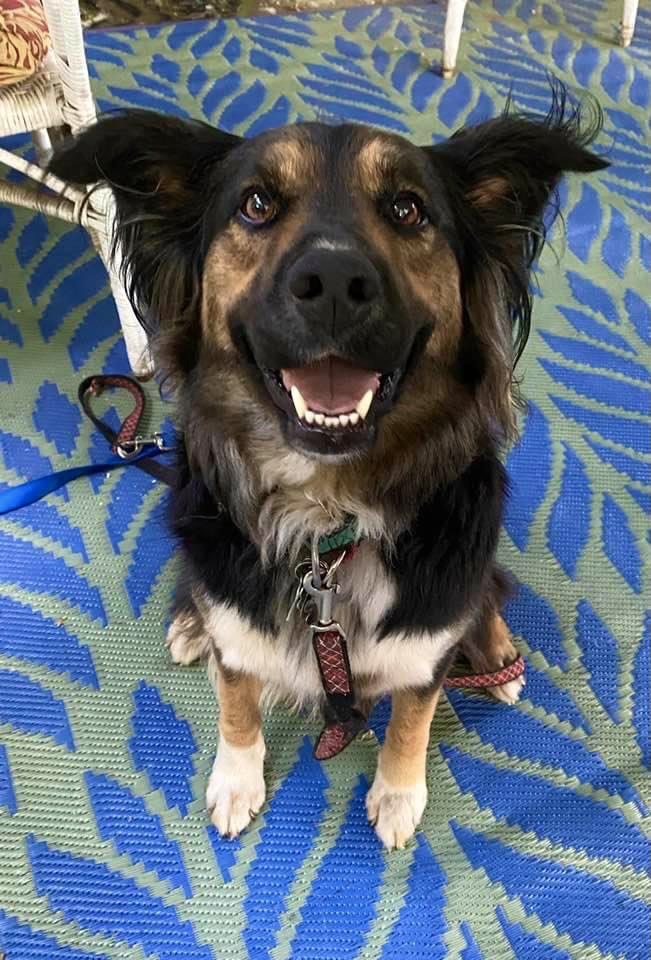 Wellesley Animal Hospital Wellesley