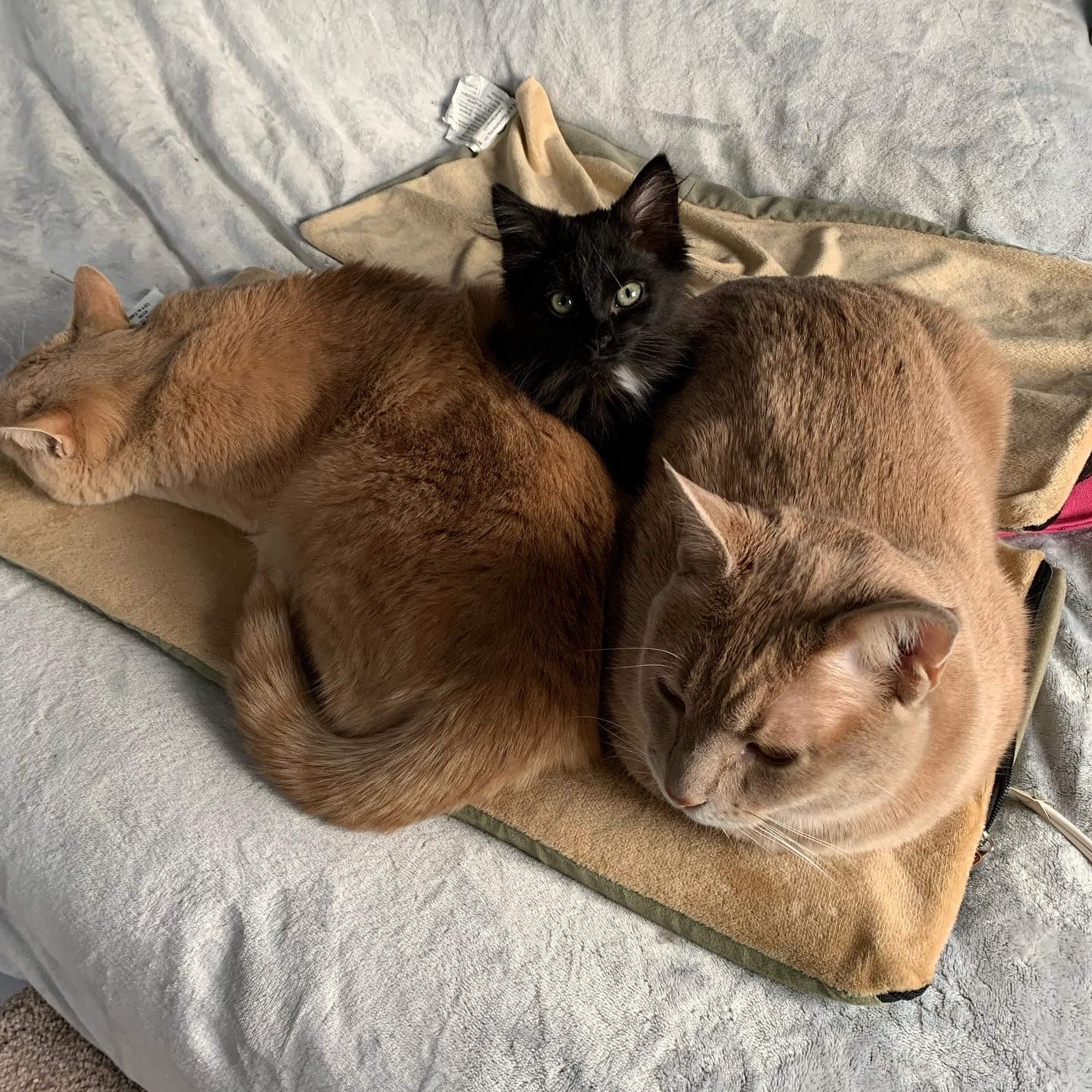 Wellesley Animal Hospital Wellesley