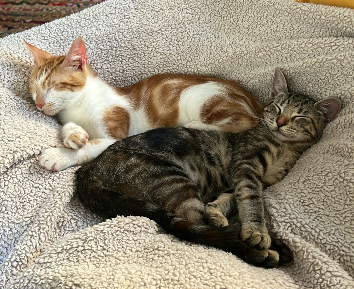 Off the Rocks Animal Rescue Wellesley