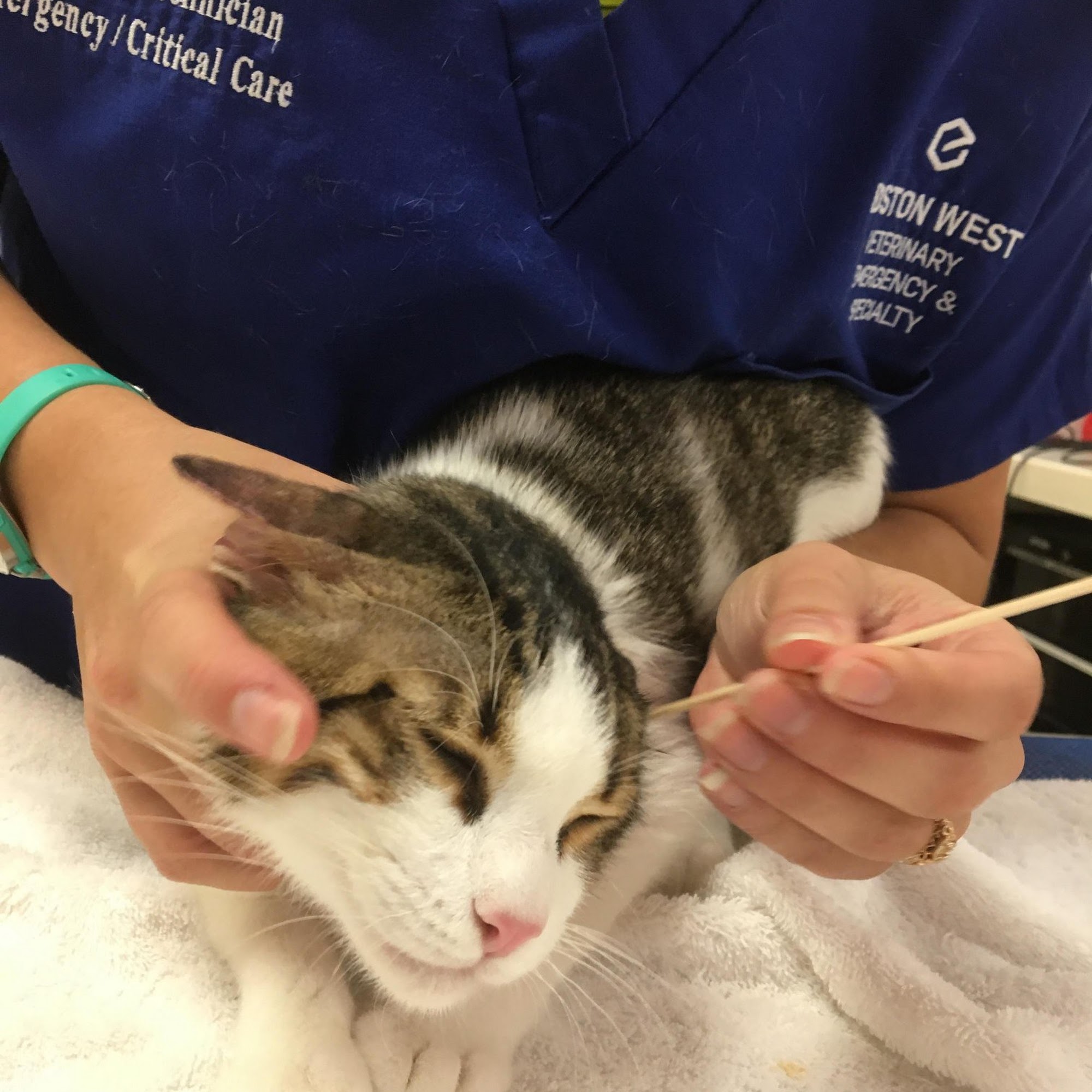 New England Animal Medical Center West Bridgewater