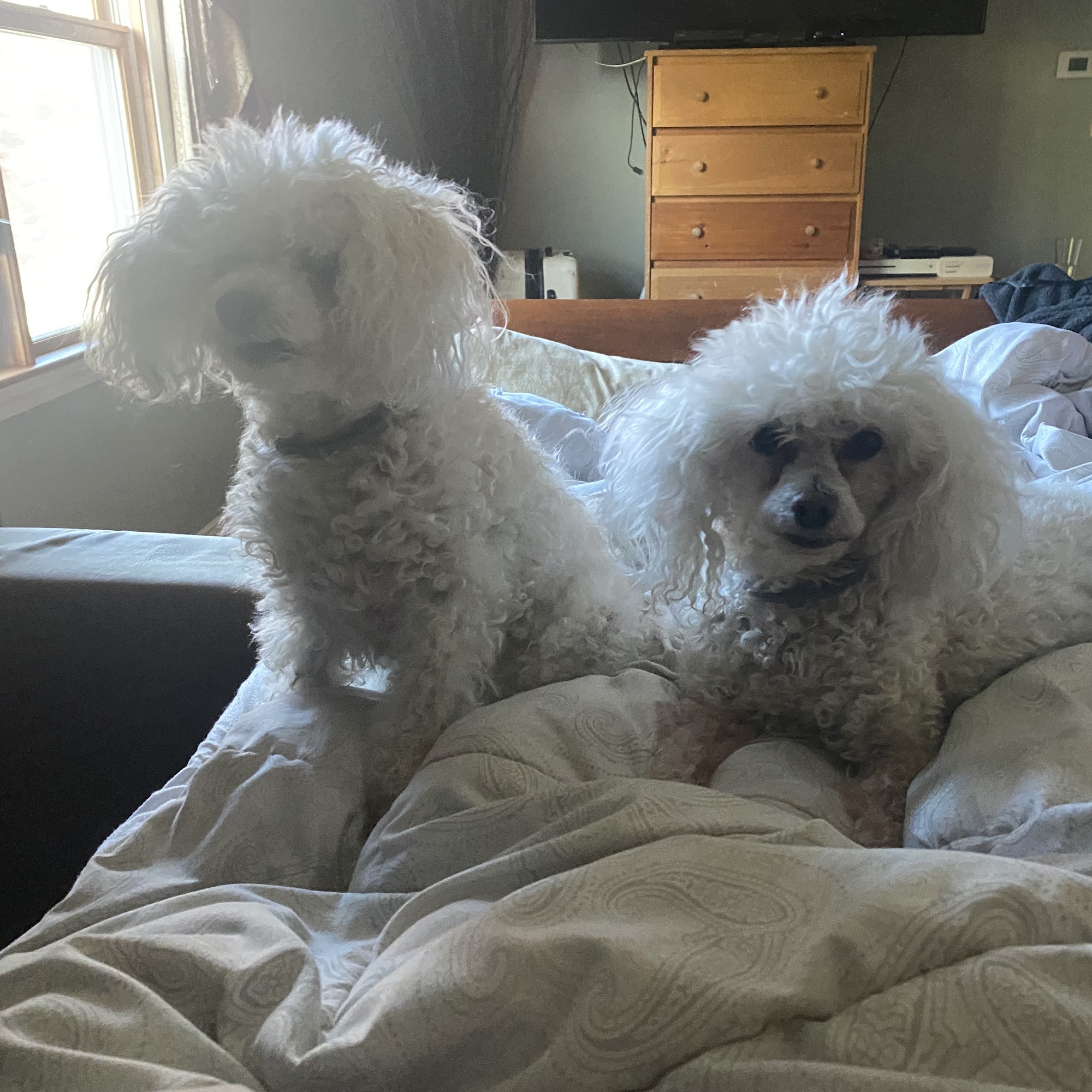 Animal Eye Specialists West Bridgewater