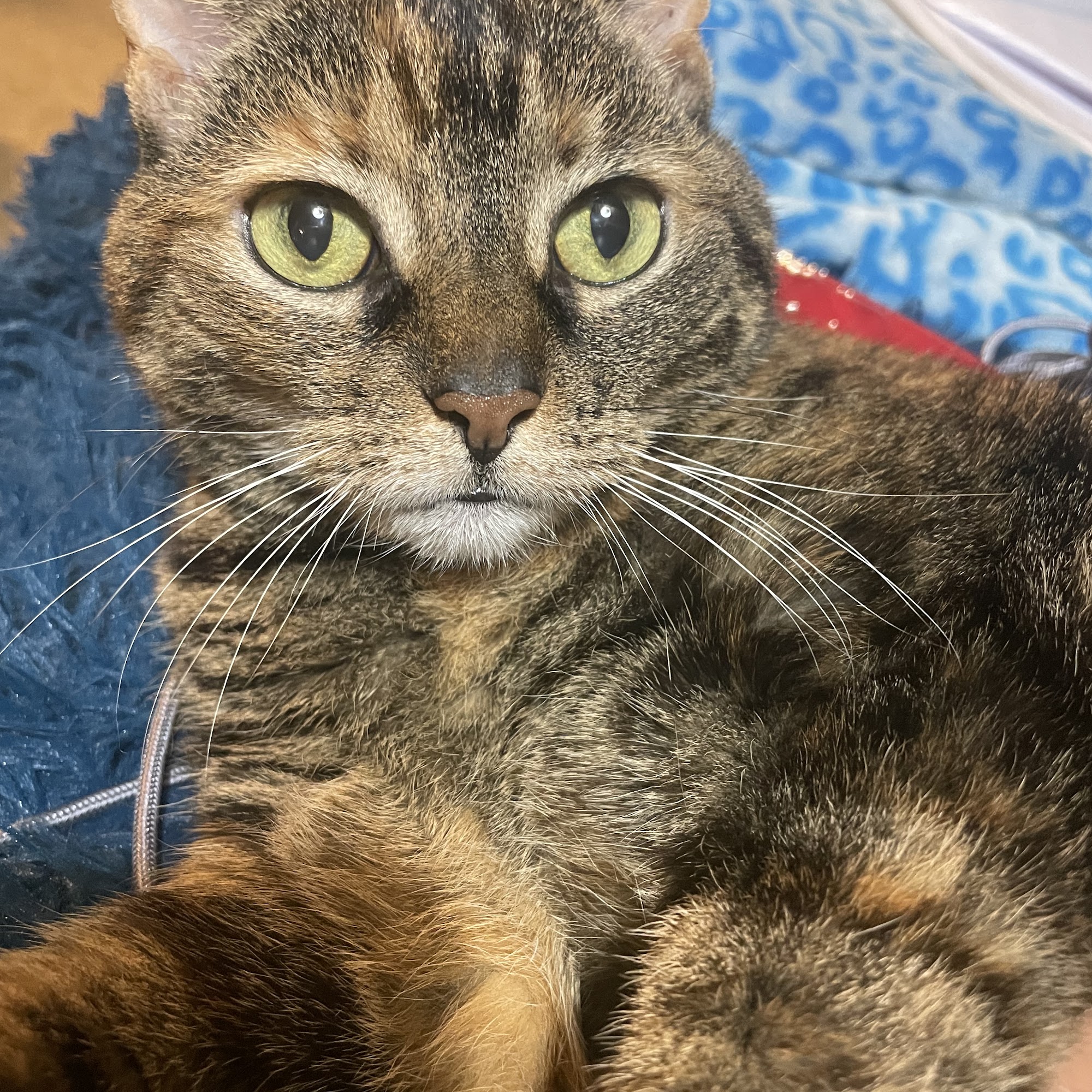 West Springfield Veterinary Clinic West Springfield