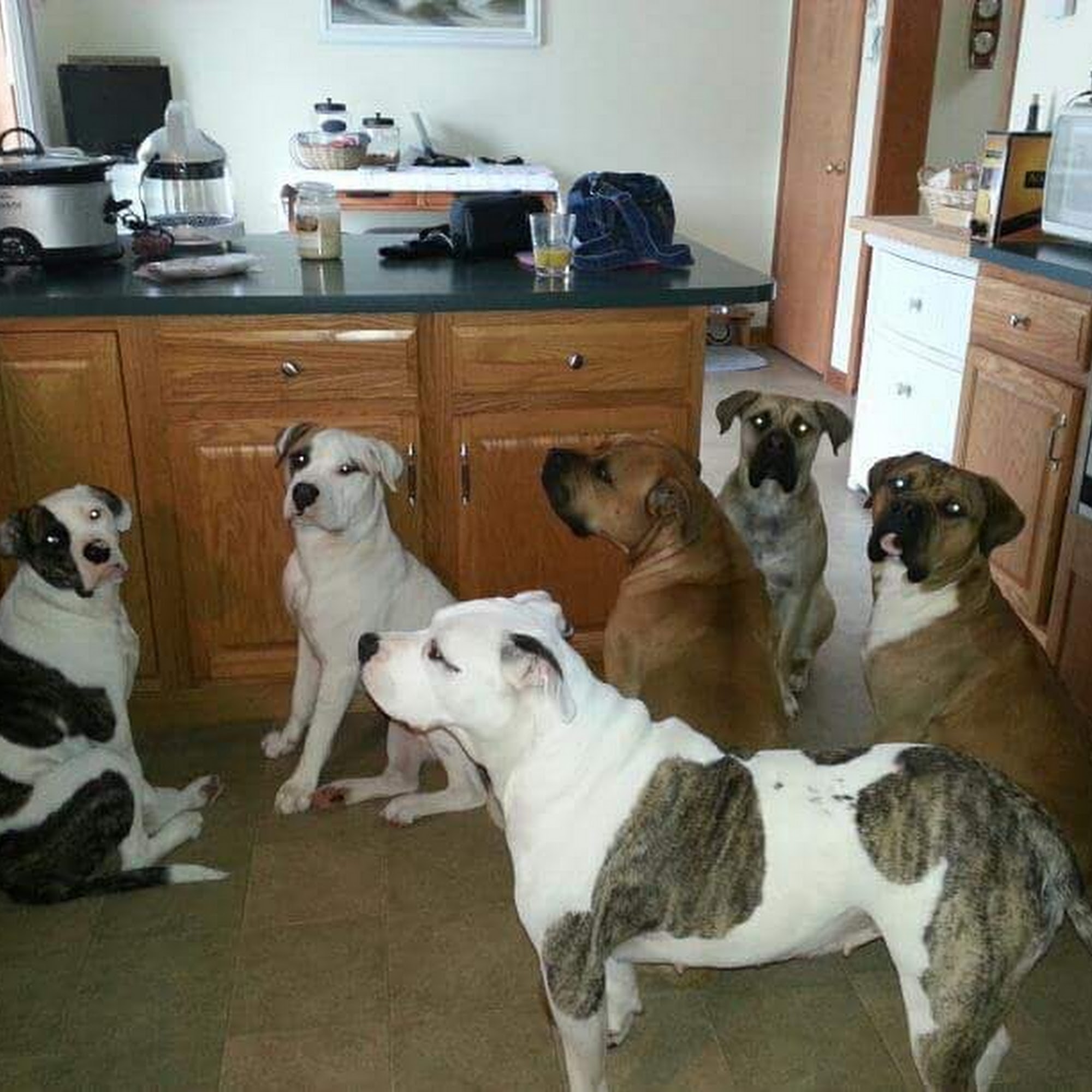 Animal Health Care Associates Ltd West Tisbury