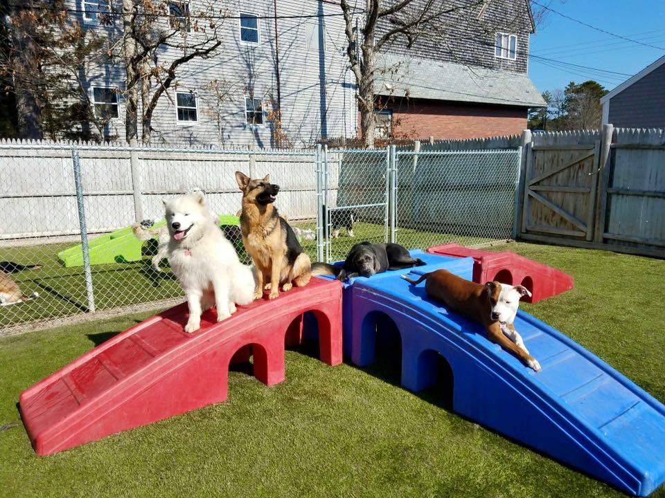 Howladay Inn of Cape Cod Doggie Daycare Boarding & Training West Yarmouth