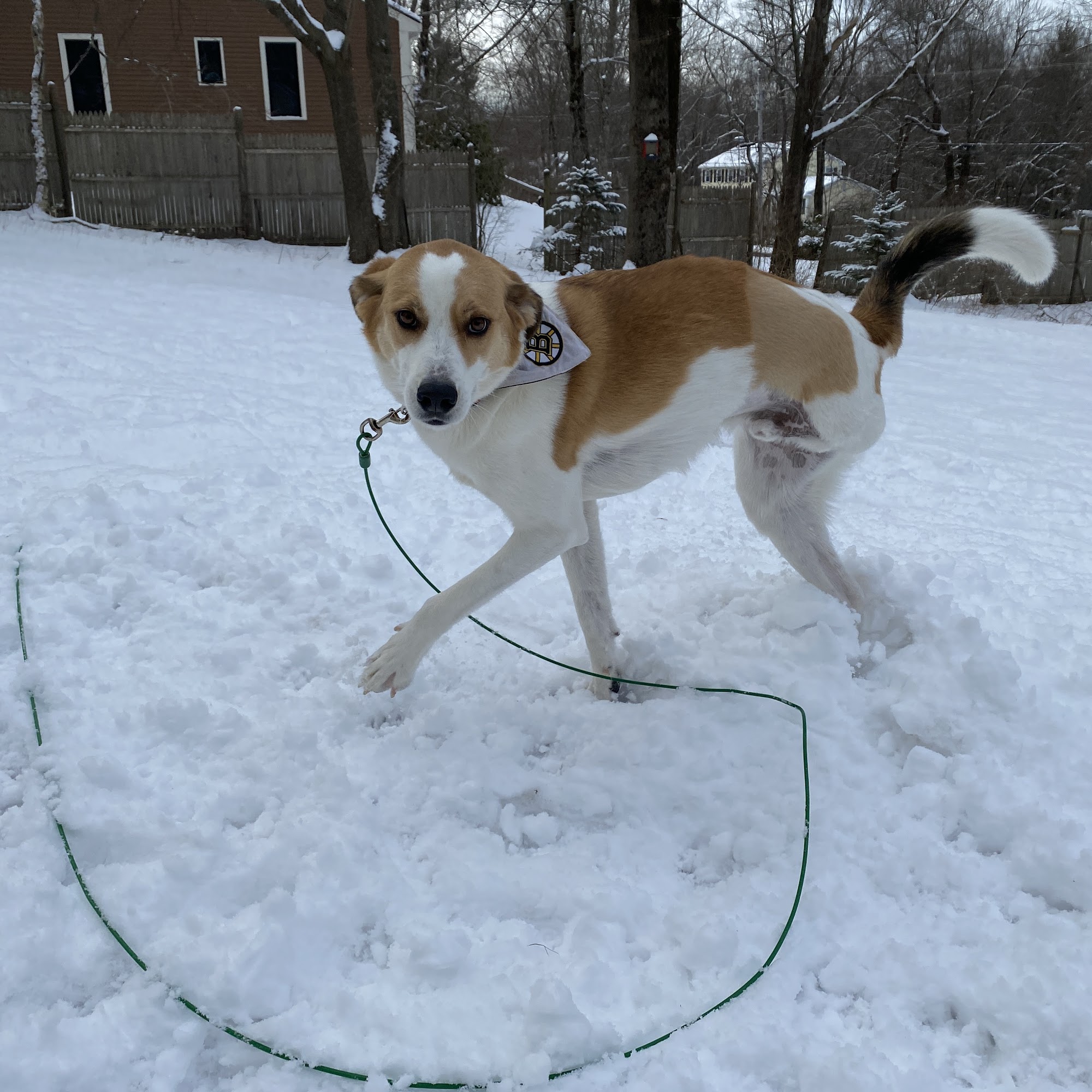 Healthy Paws Veterinary Center Westborough