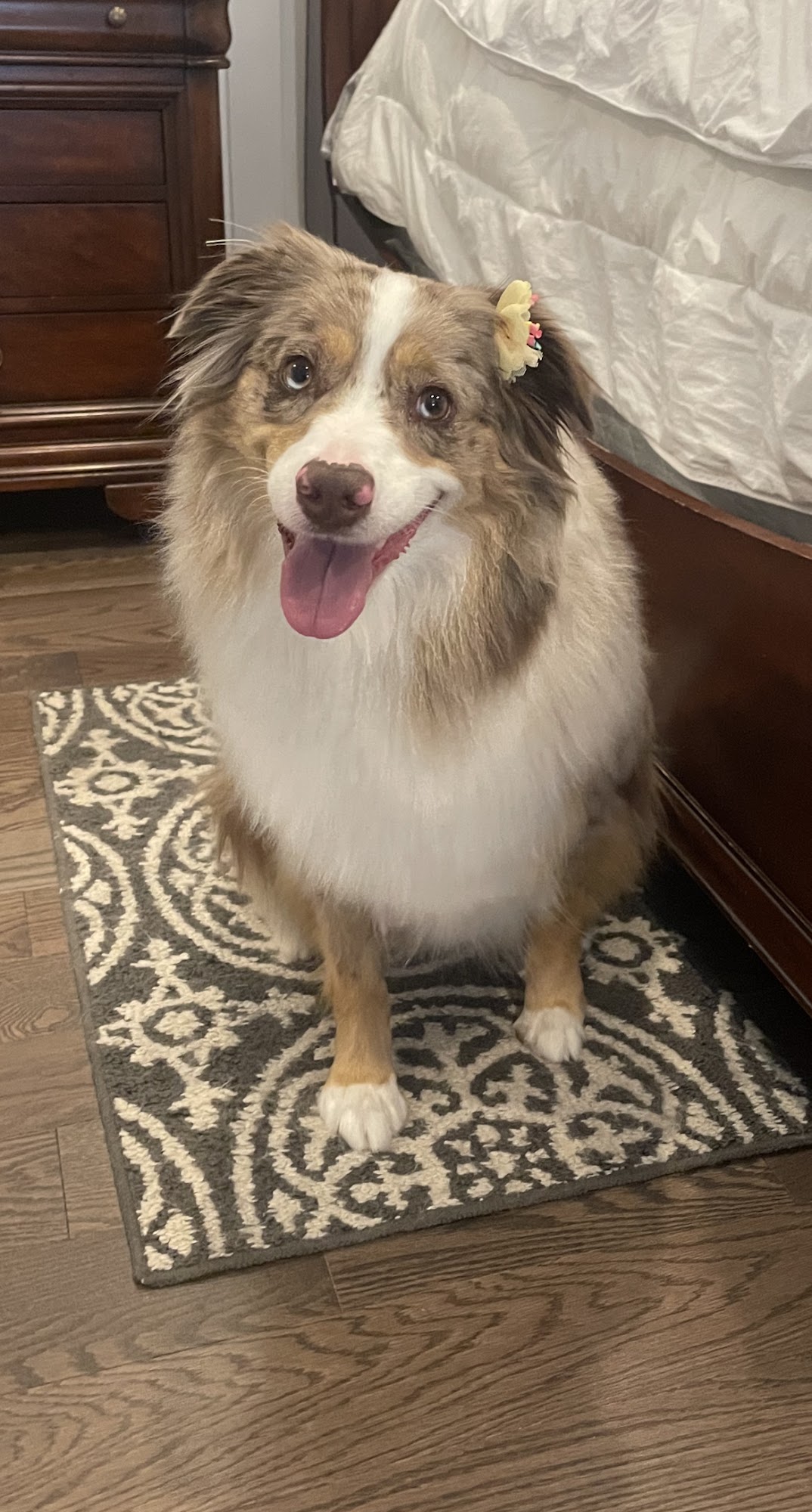 Healthy Paws Veterinary Center Westborough