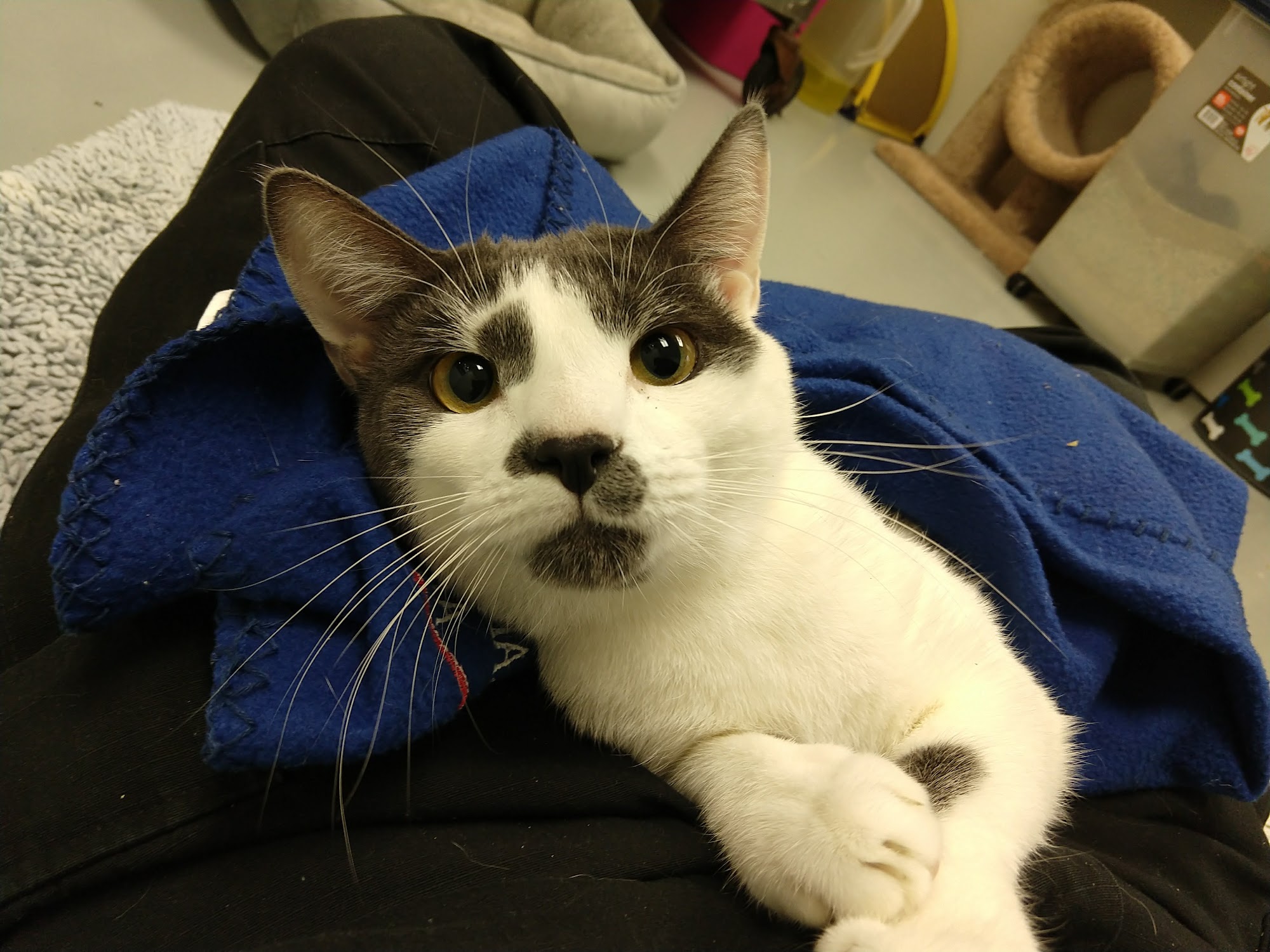 Westfield Regional Animal Shelter Westfield