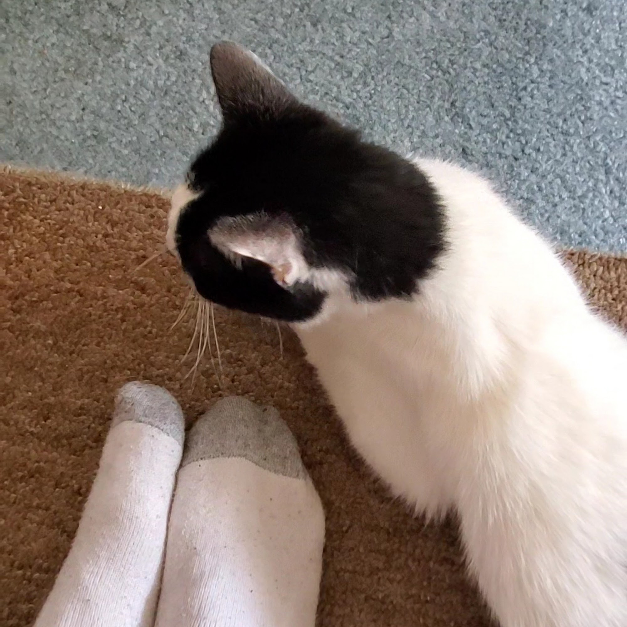 Wachusett Animal Hospital and Pet Retreat Westminster