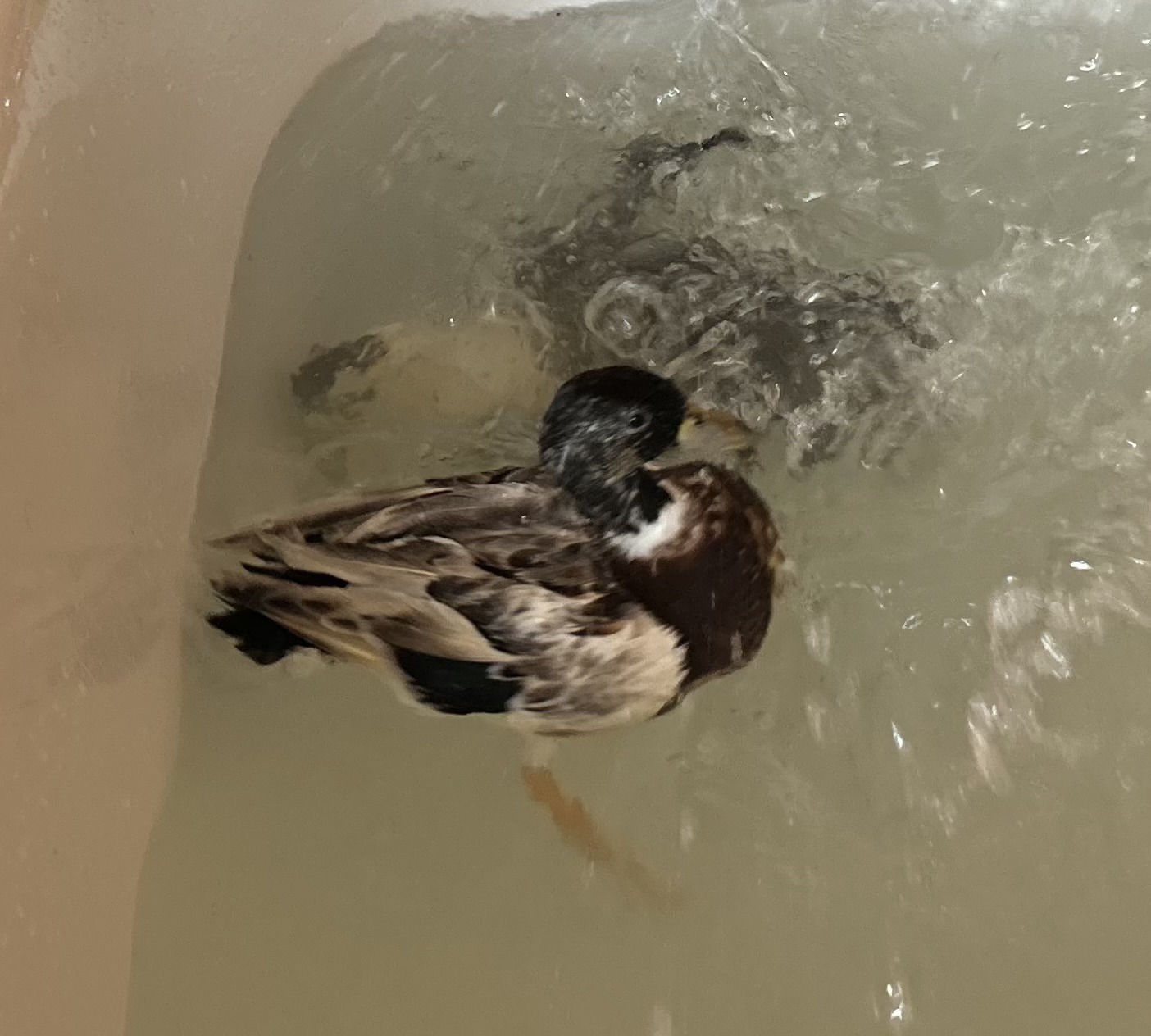 Red Pony Farm Westminster