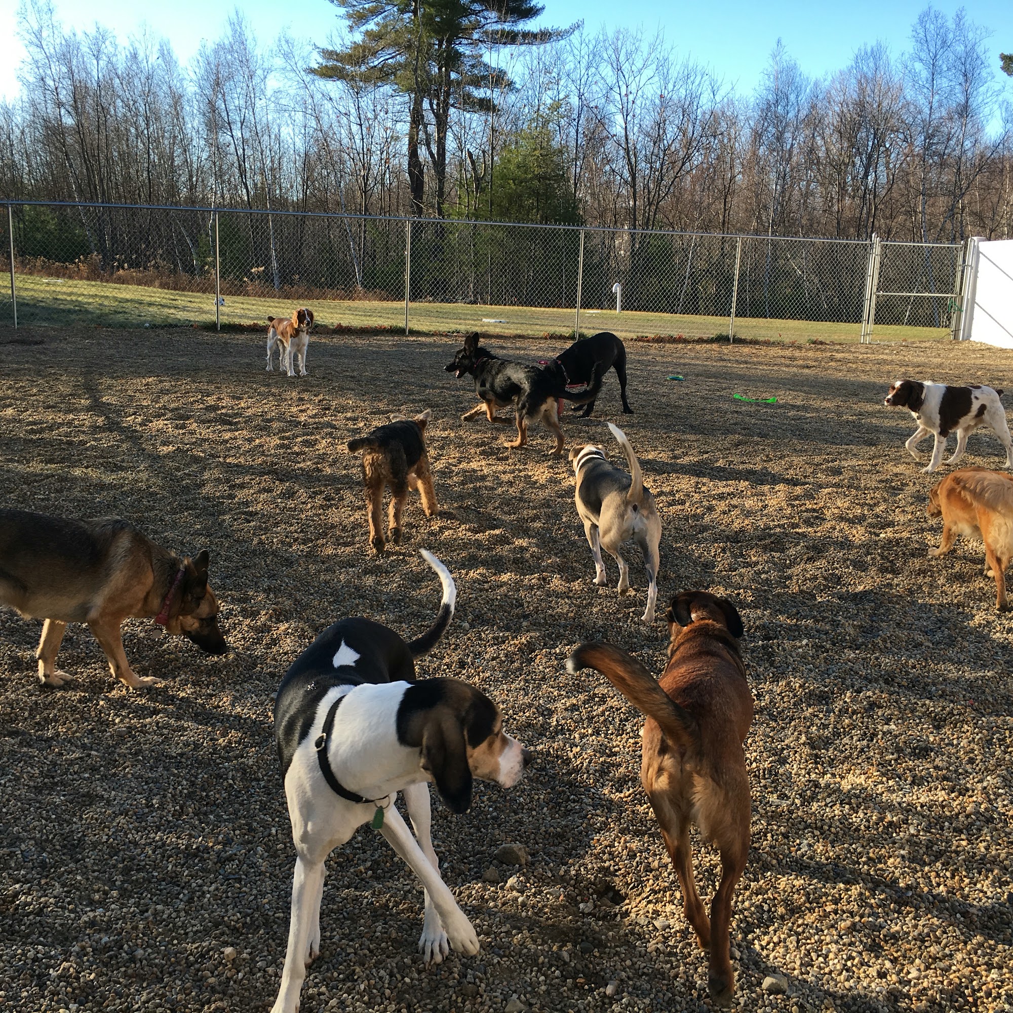 The Rustic Dog Westminster