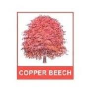Copper Beech Design