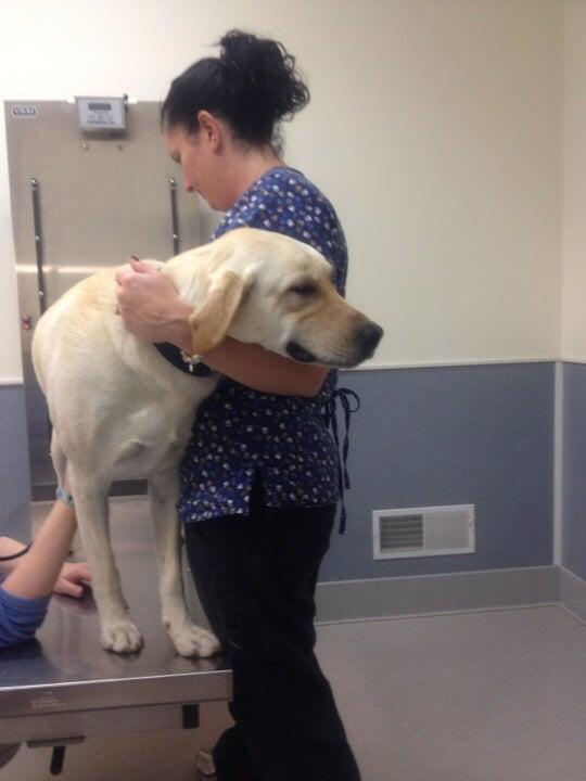 Acoaxet Veterinary Clinic: Grossi Cathy A DVM Westport