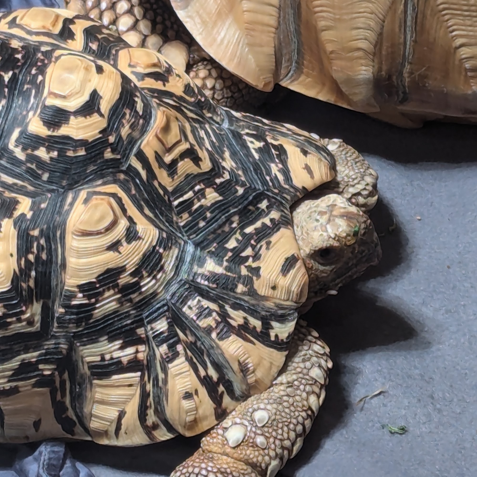 Odd Pet Vet Weymouth