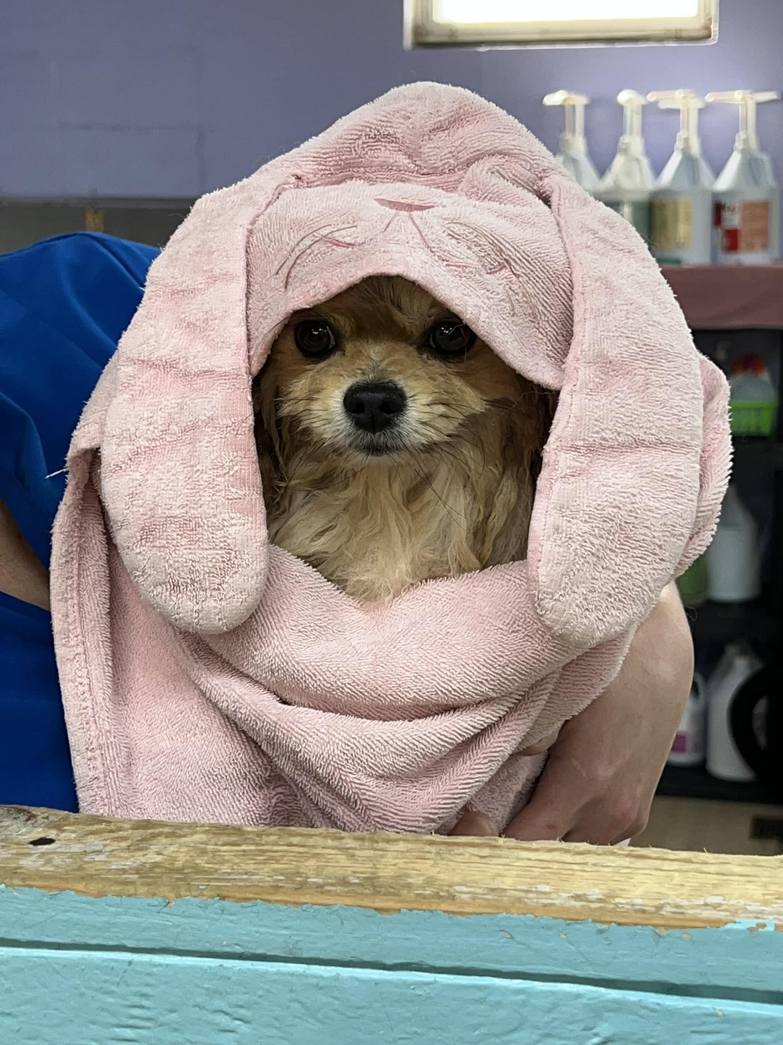 Pleasant Paws Grooming Weymouth