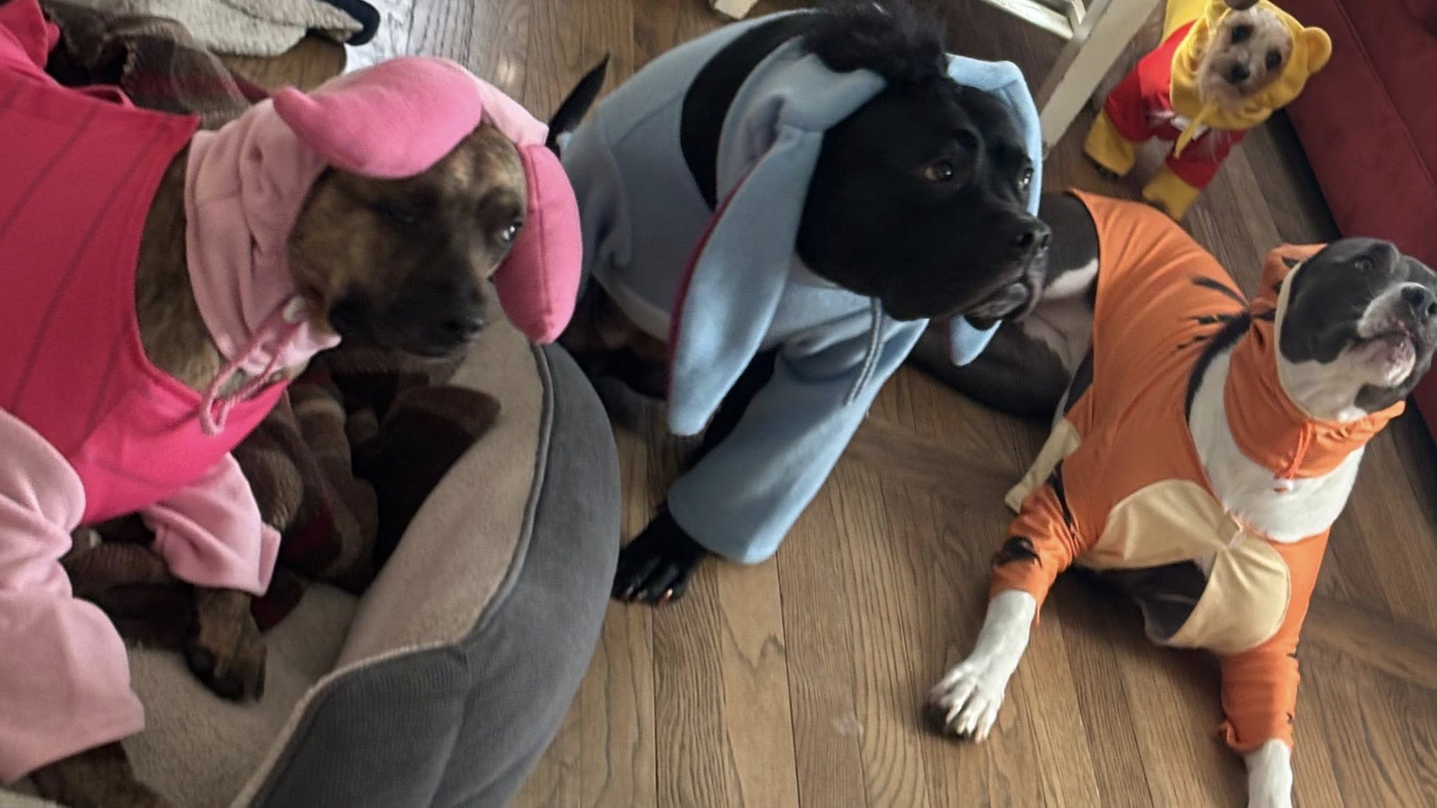 Pleasant Paws Grooming Weymouth