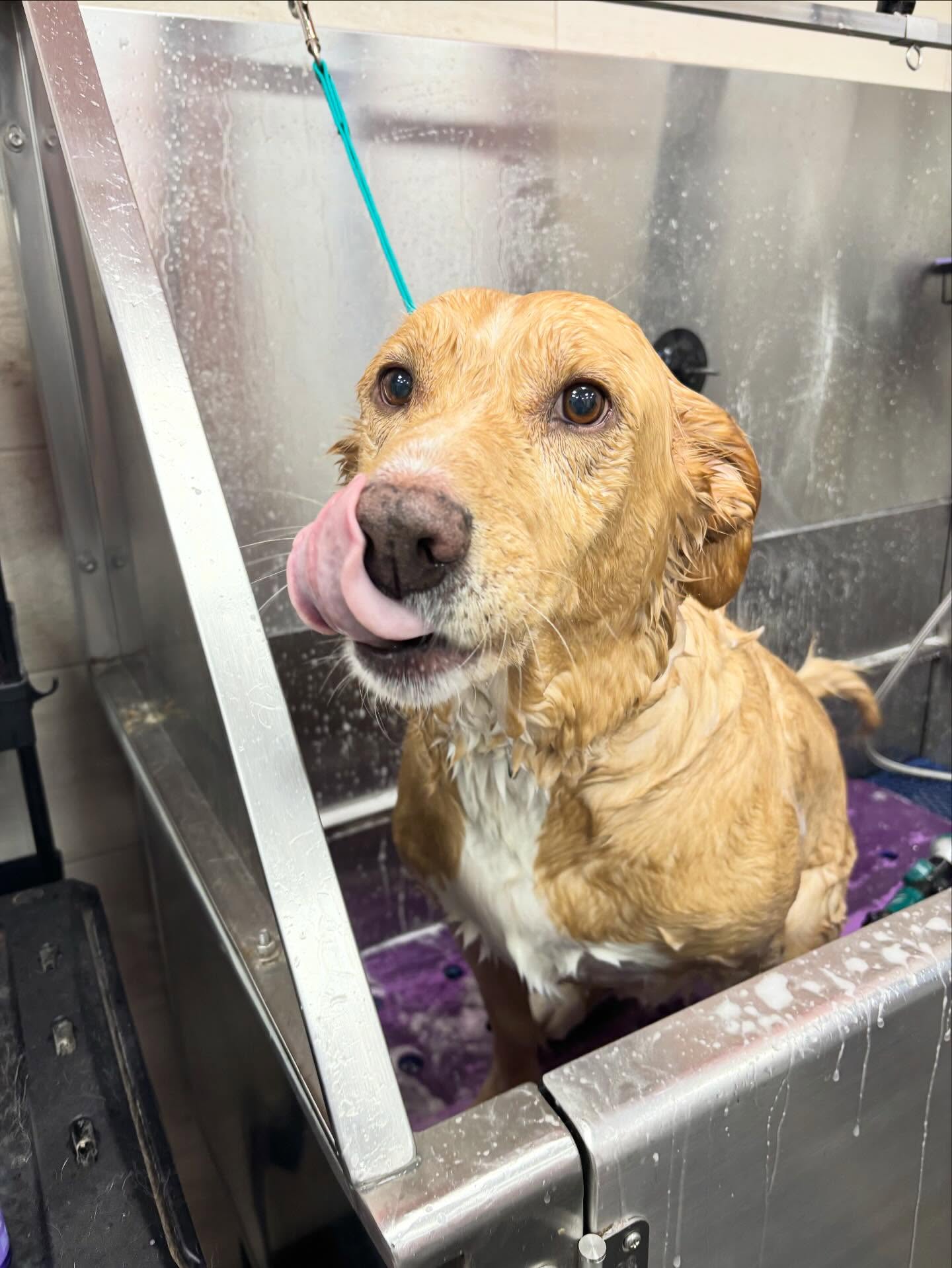 The Bark Club Weymouth