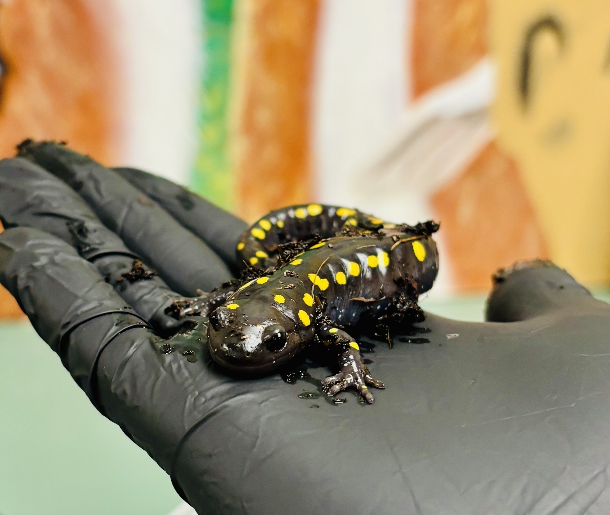 New England Wildlife Center Weymouth