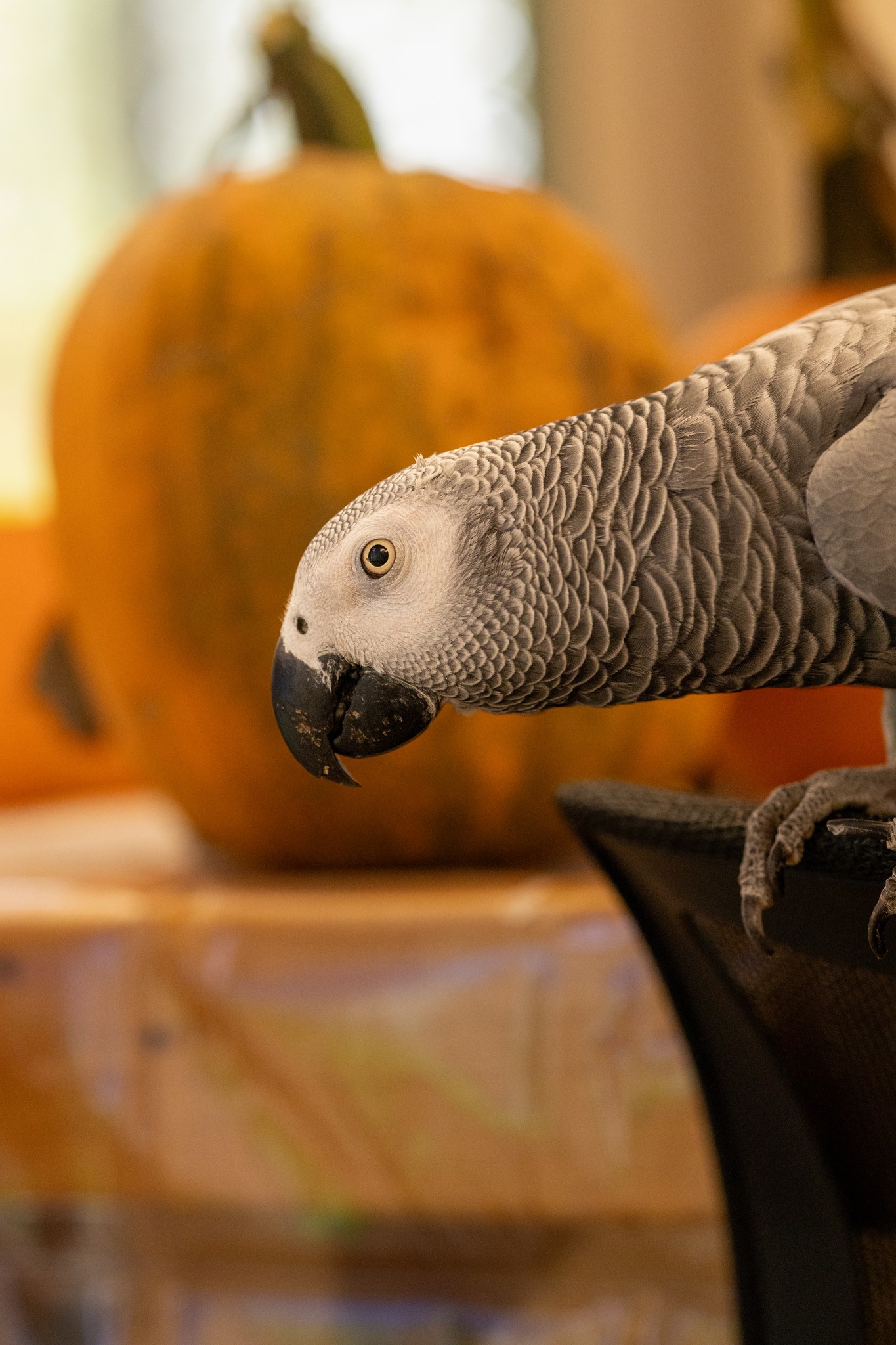 New England Wildlife Center Weymouth