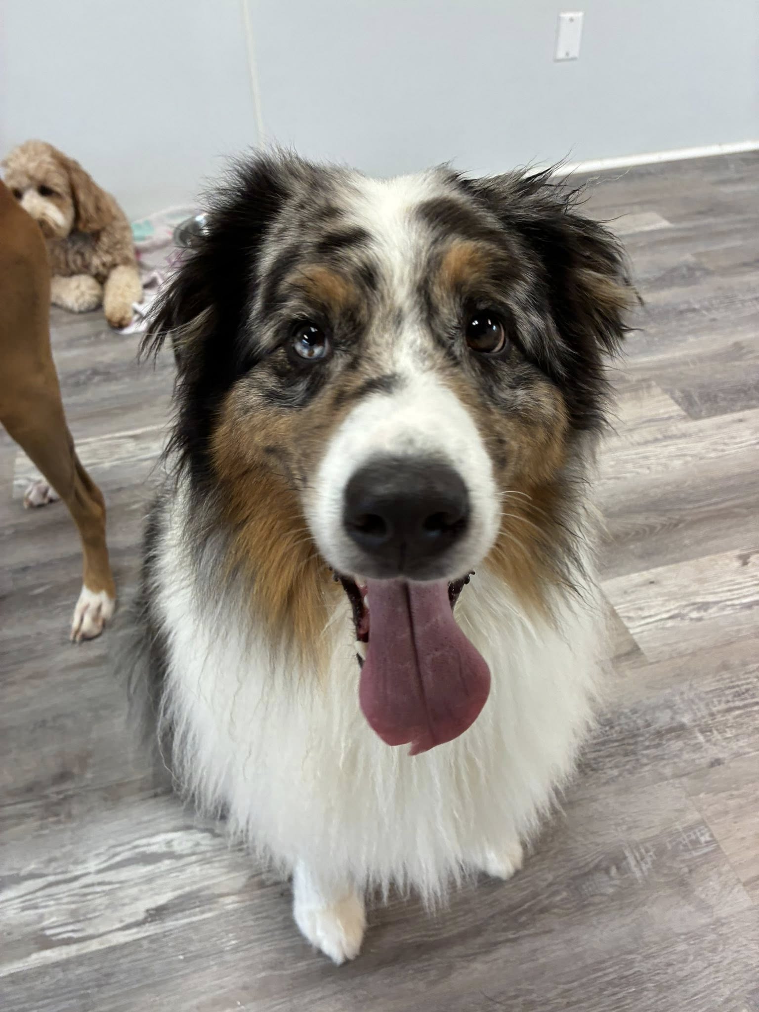 Sit play stay and dog spa Weymouth