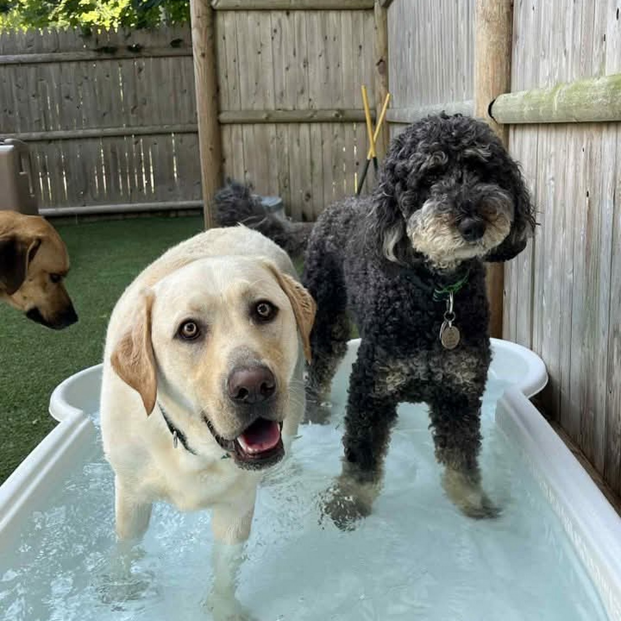 Sit play stay and dog spa Weymouth