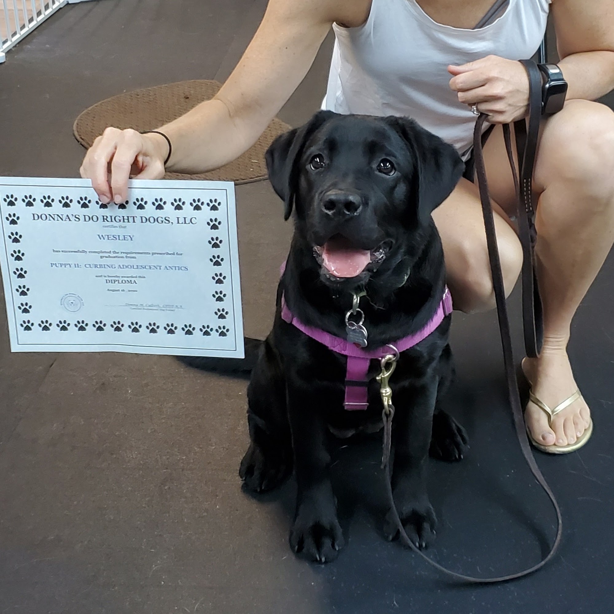 Donna's Do Right Dogs Weymouth