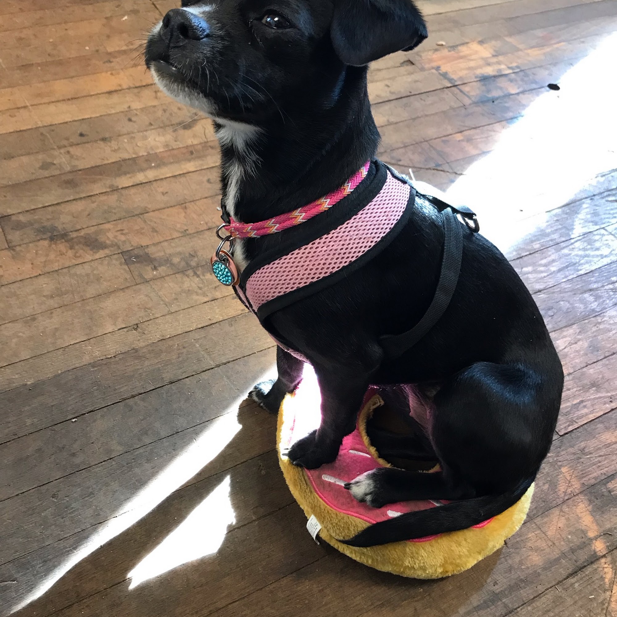 Wilbraham Animal Hospital Wilbraham