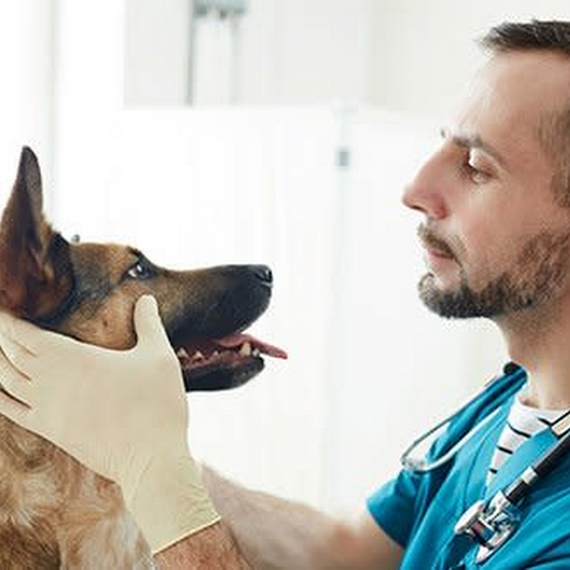 Eastfield Hospital For Animals Wilbraham