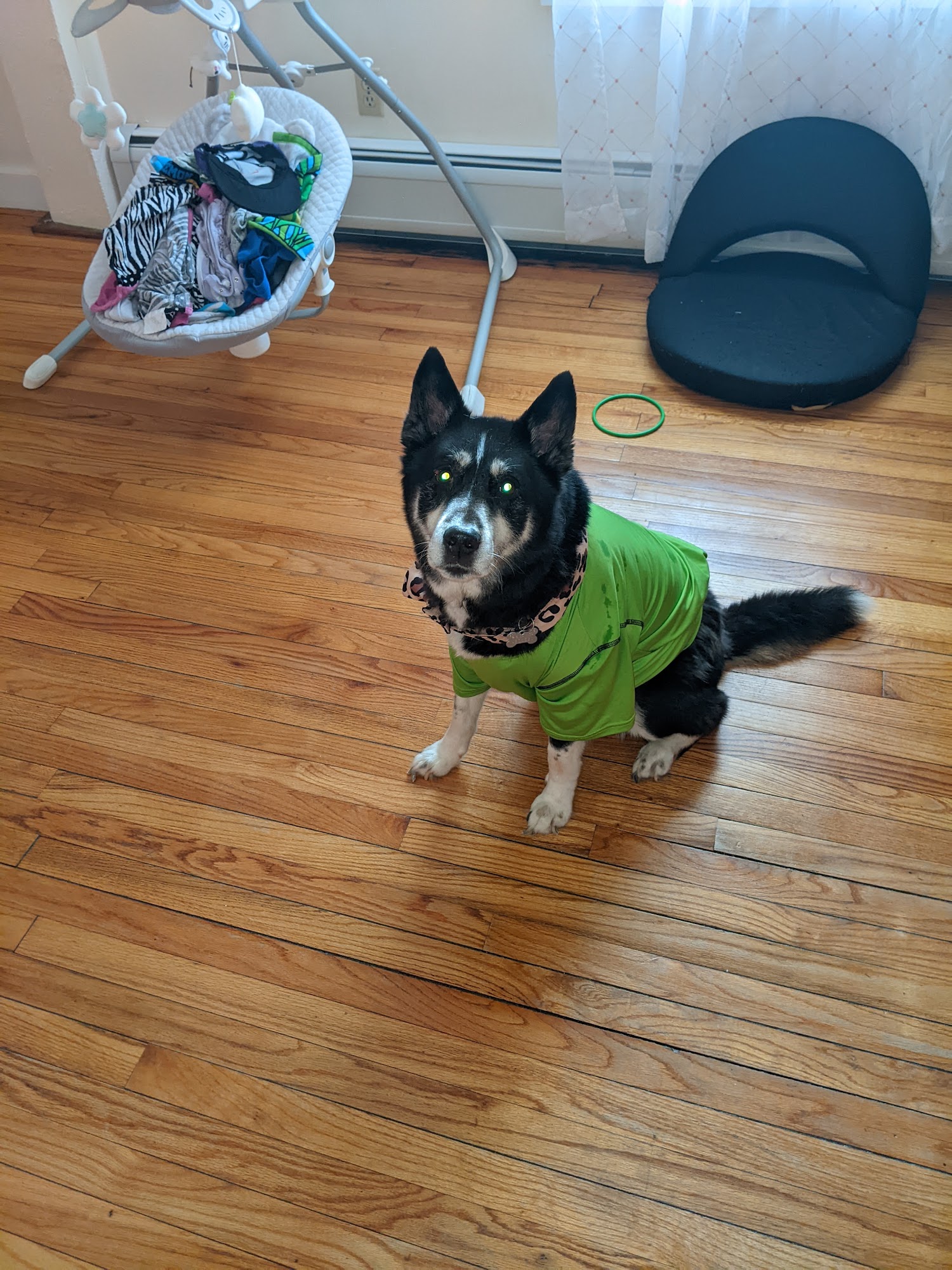 Williamsburg Animal Clinic Williamsburg