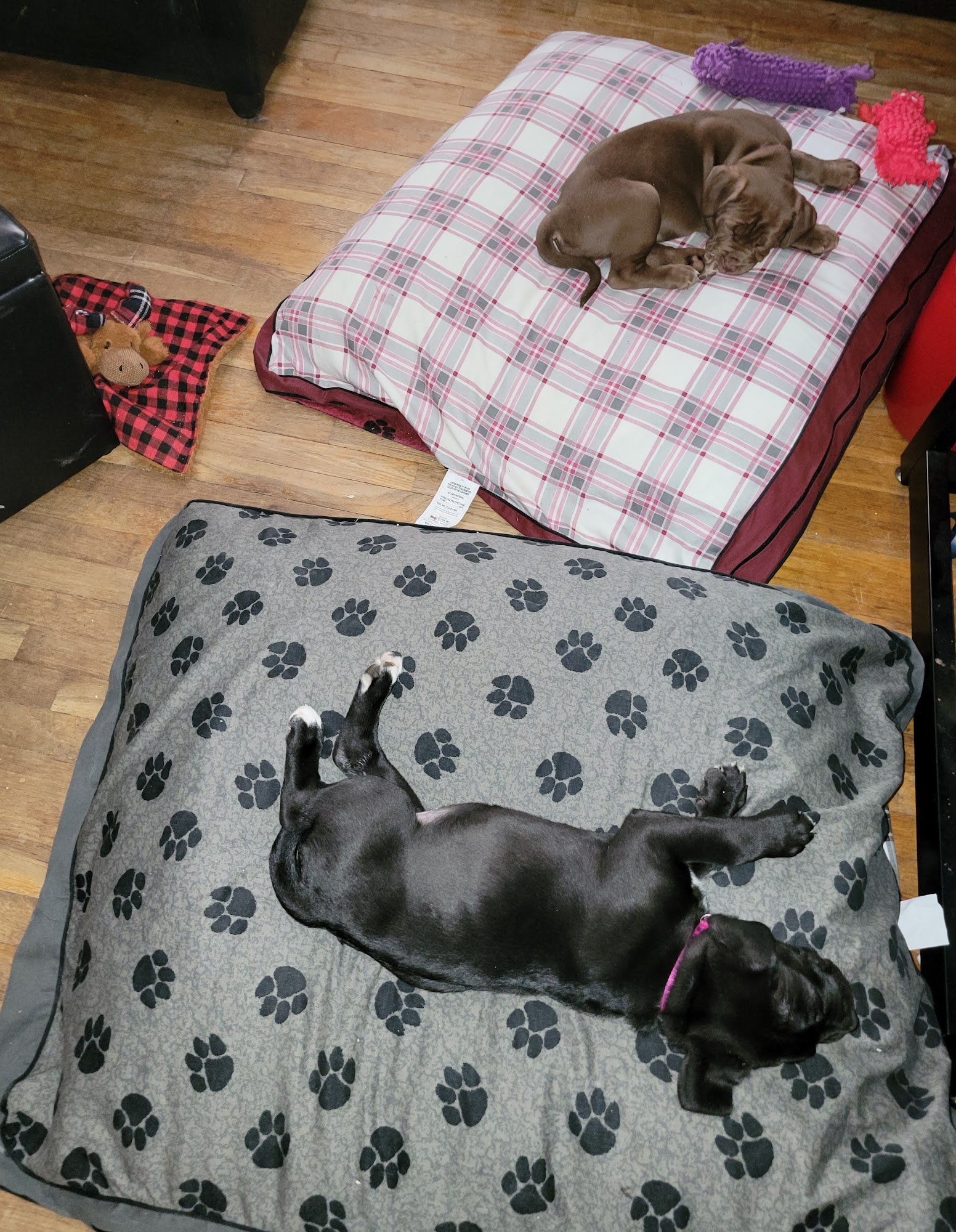 Powerhouse Mastiffs Winchendon