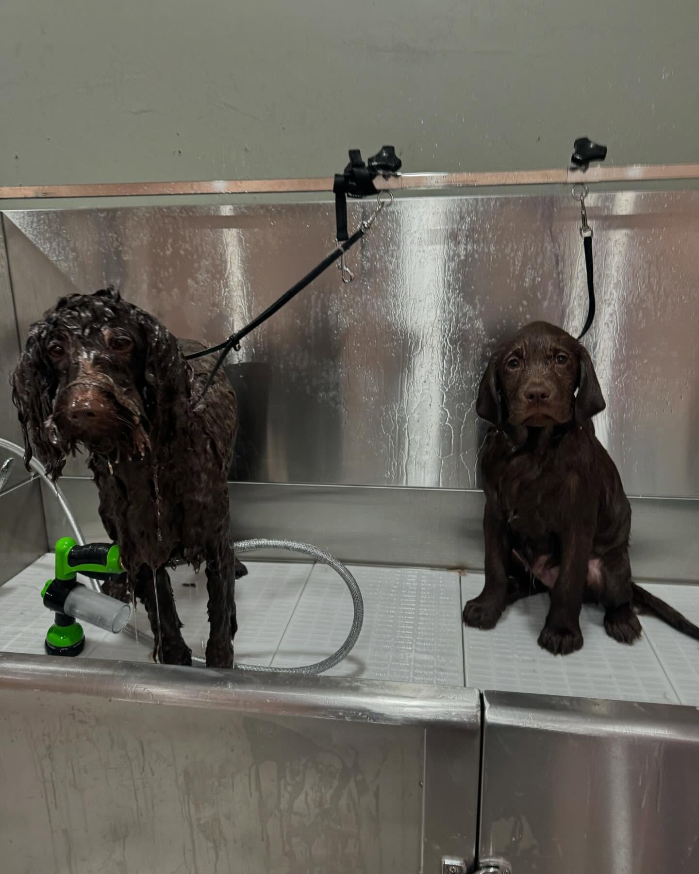 Precious Pets Inc Winthrop