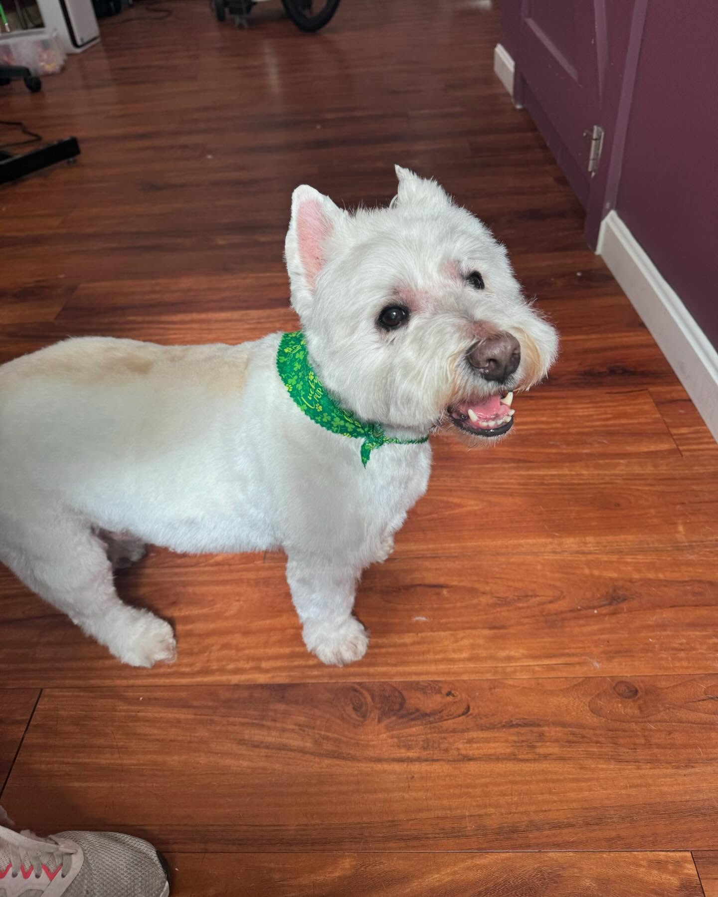 Precious Pets Inc Winthrop