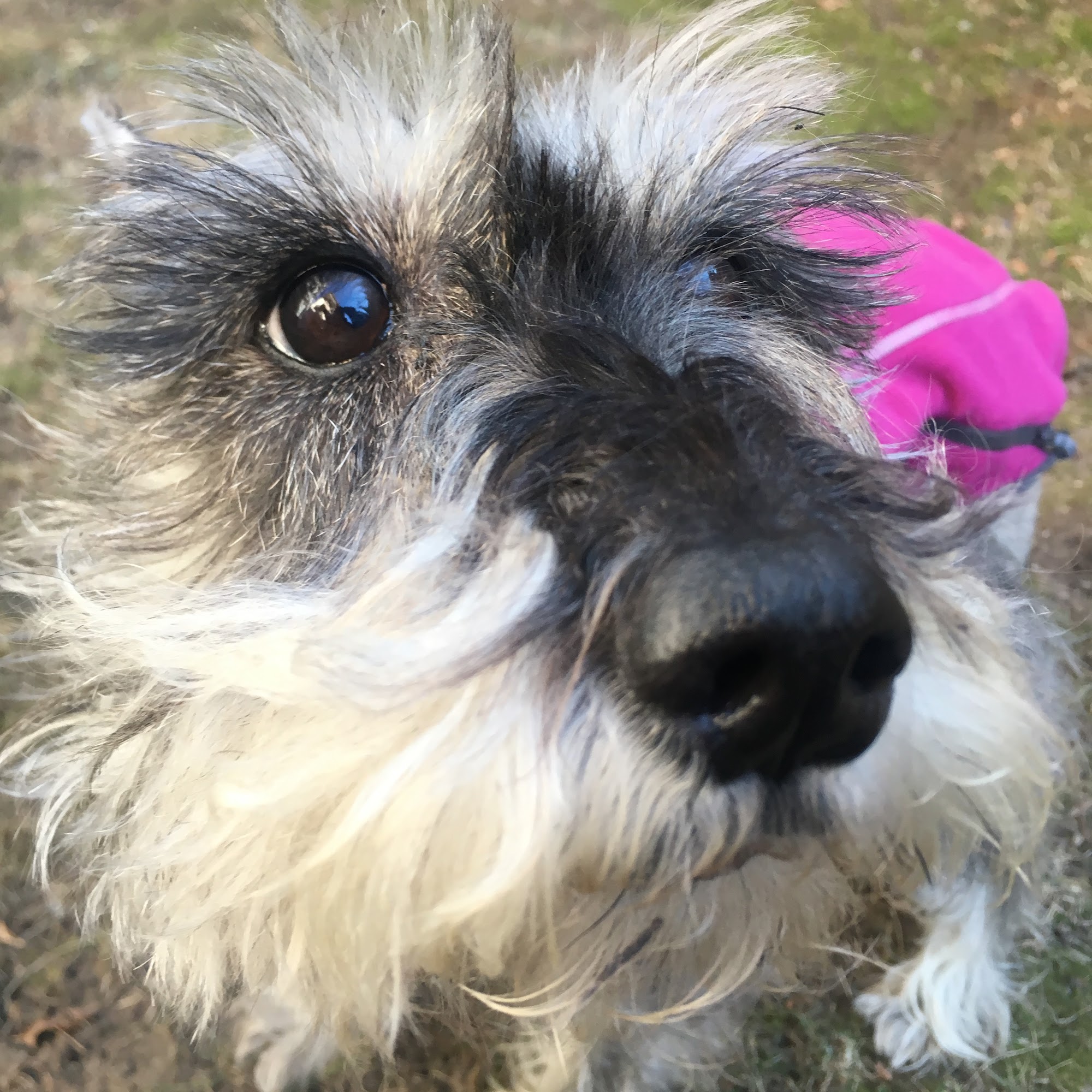 Marathon Mutts Winthrop