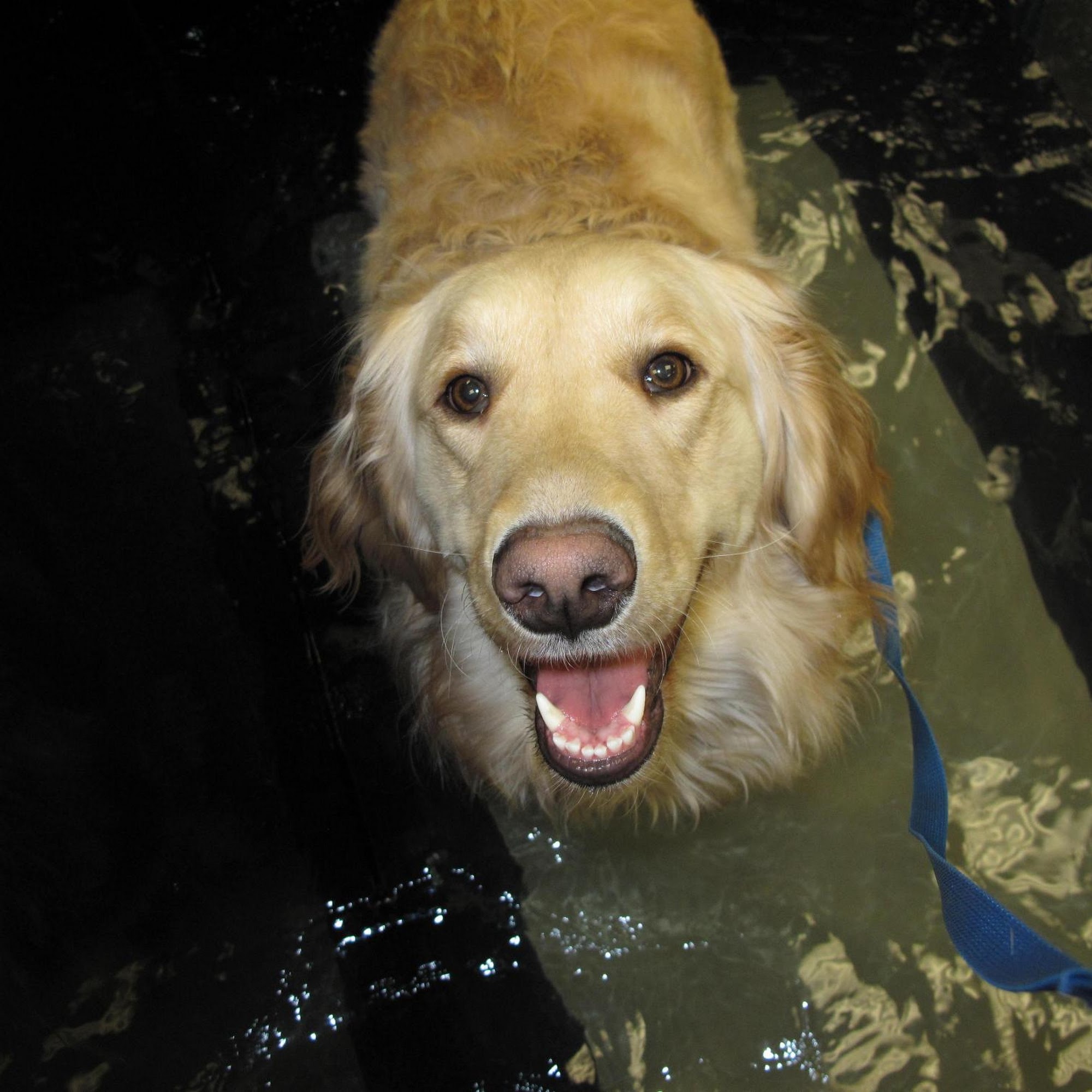 Massachusetts Veterinary Referral Hospital Woburn