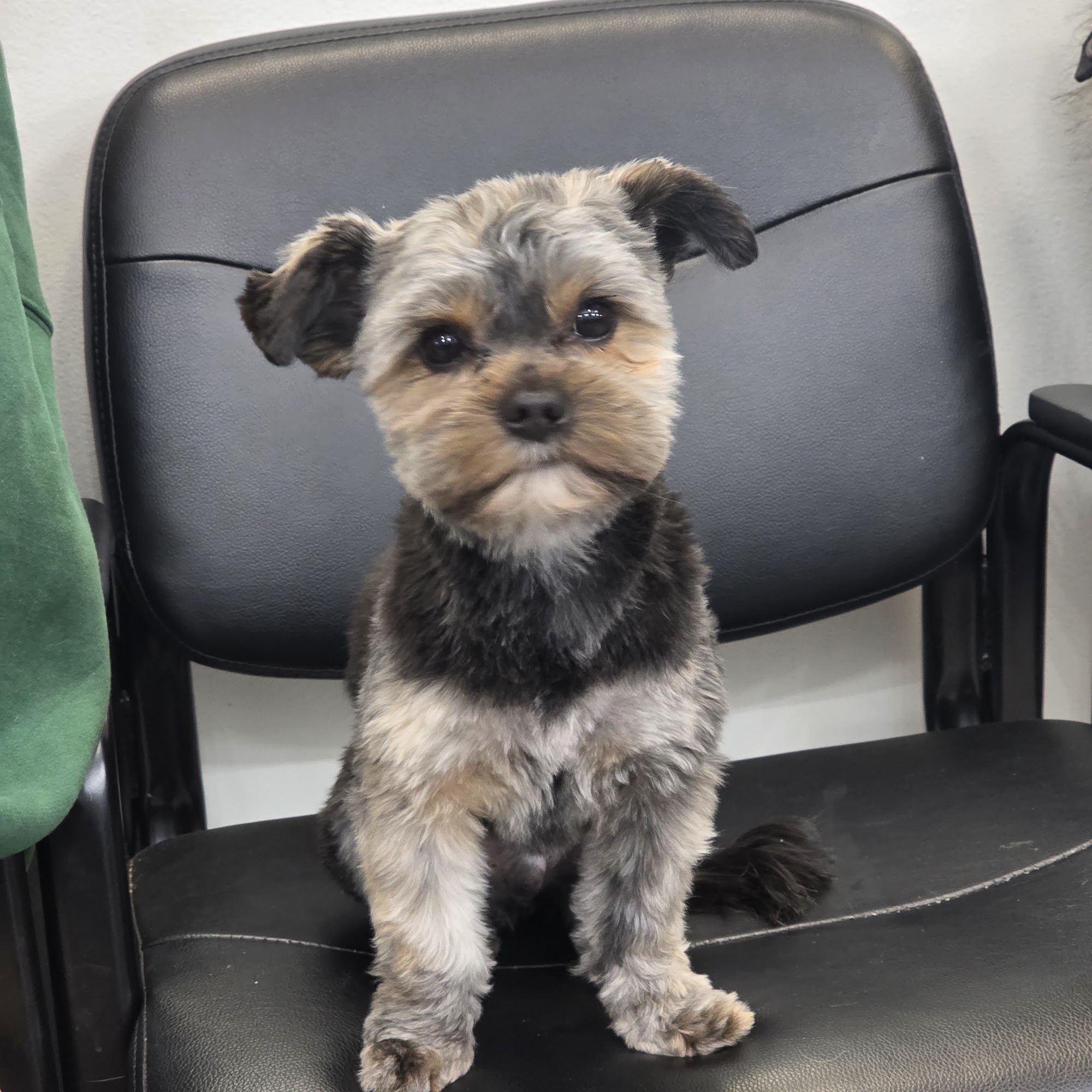 Five Star Dog Salon Woburn