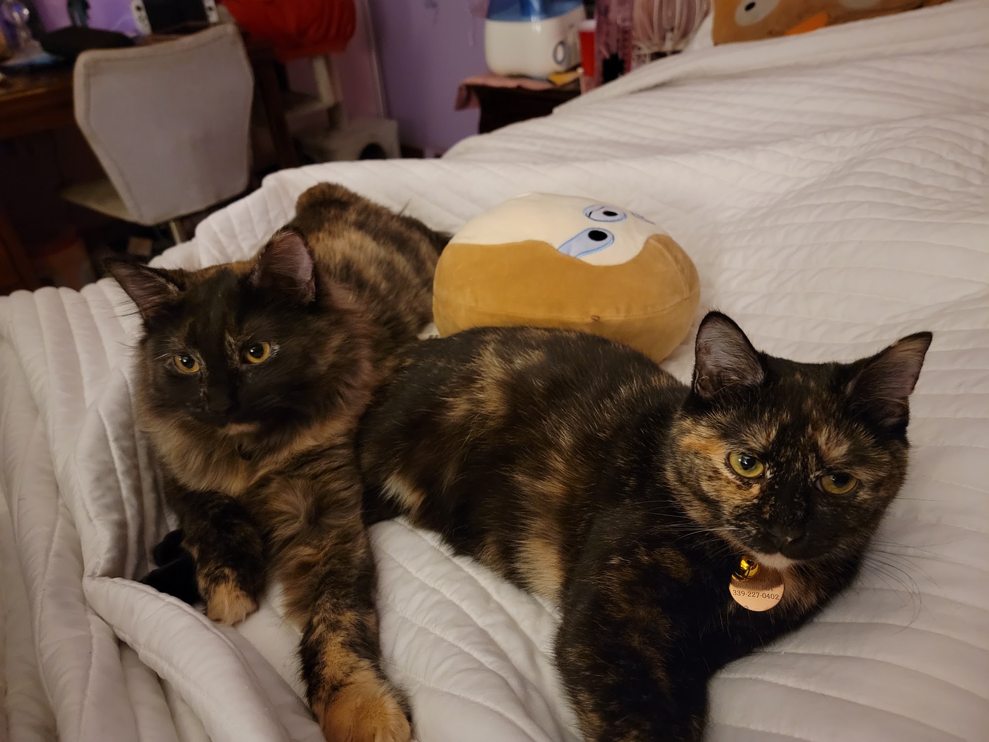 Jens k9 Concierge Woburn