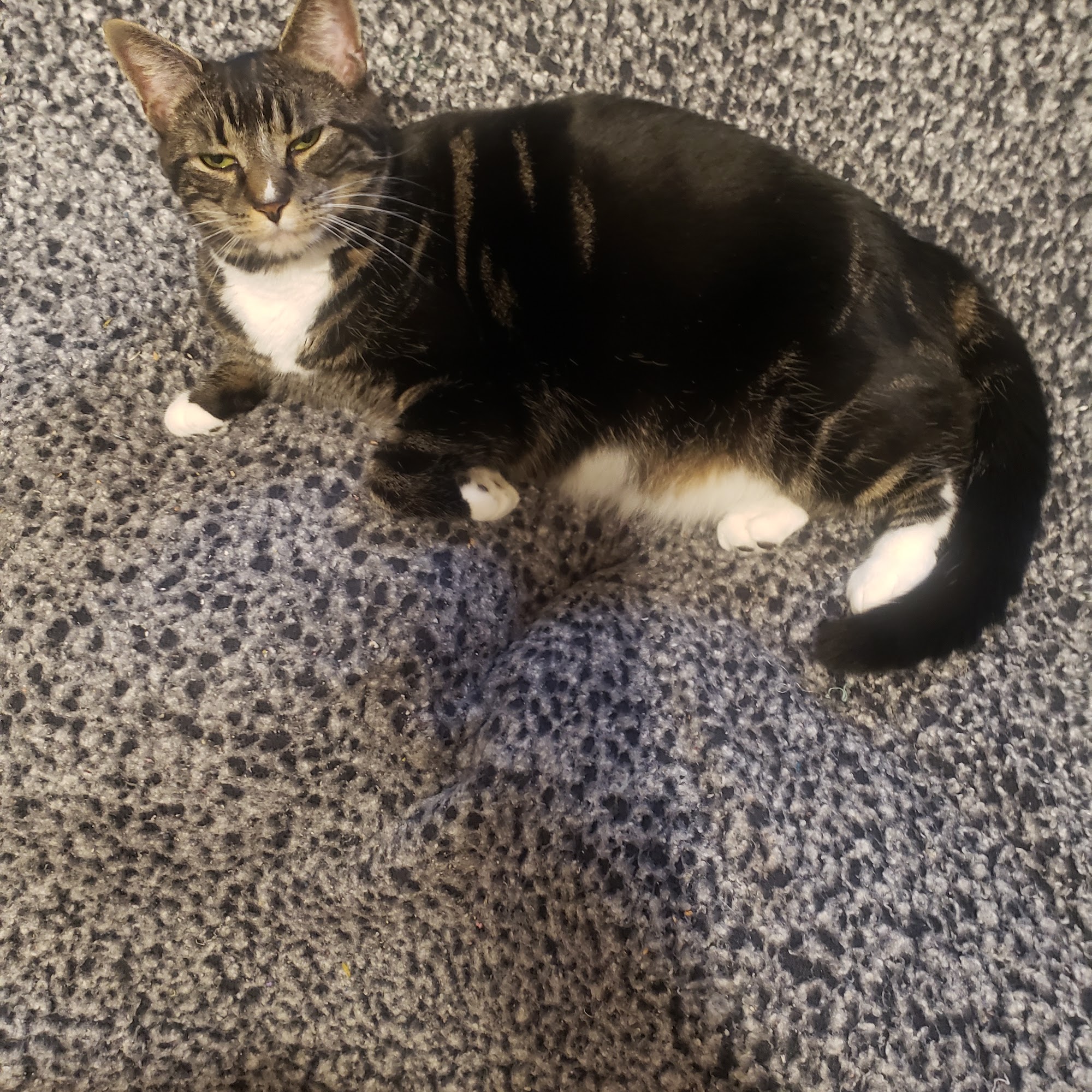 Second Chance Community Veterinary Hospital of Worcester Worcester