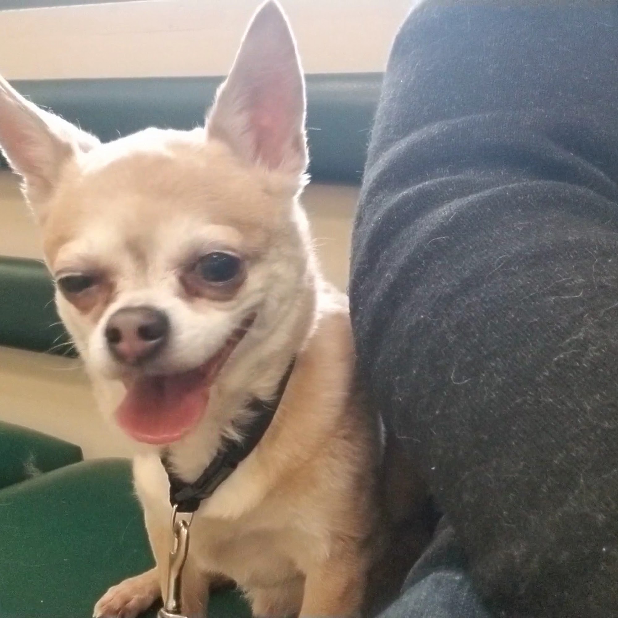 Westside Animal Clinic, A Thrive Pet Healthcare Partner Worcester