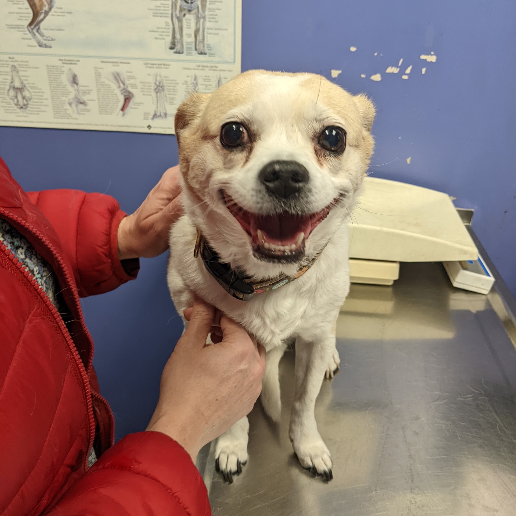 Countryside Veterinary Clinic: Olson Meredith DVM Wrentham