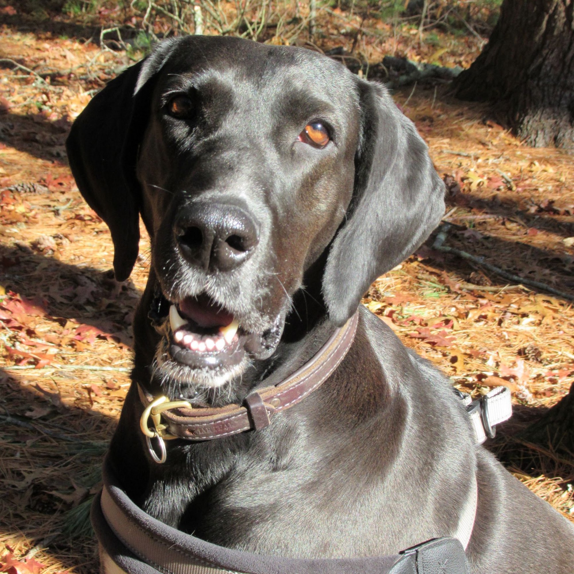Companion Dog Training Wrentham
