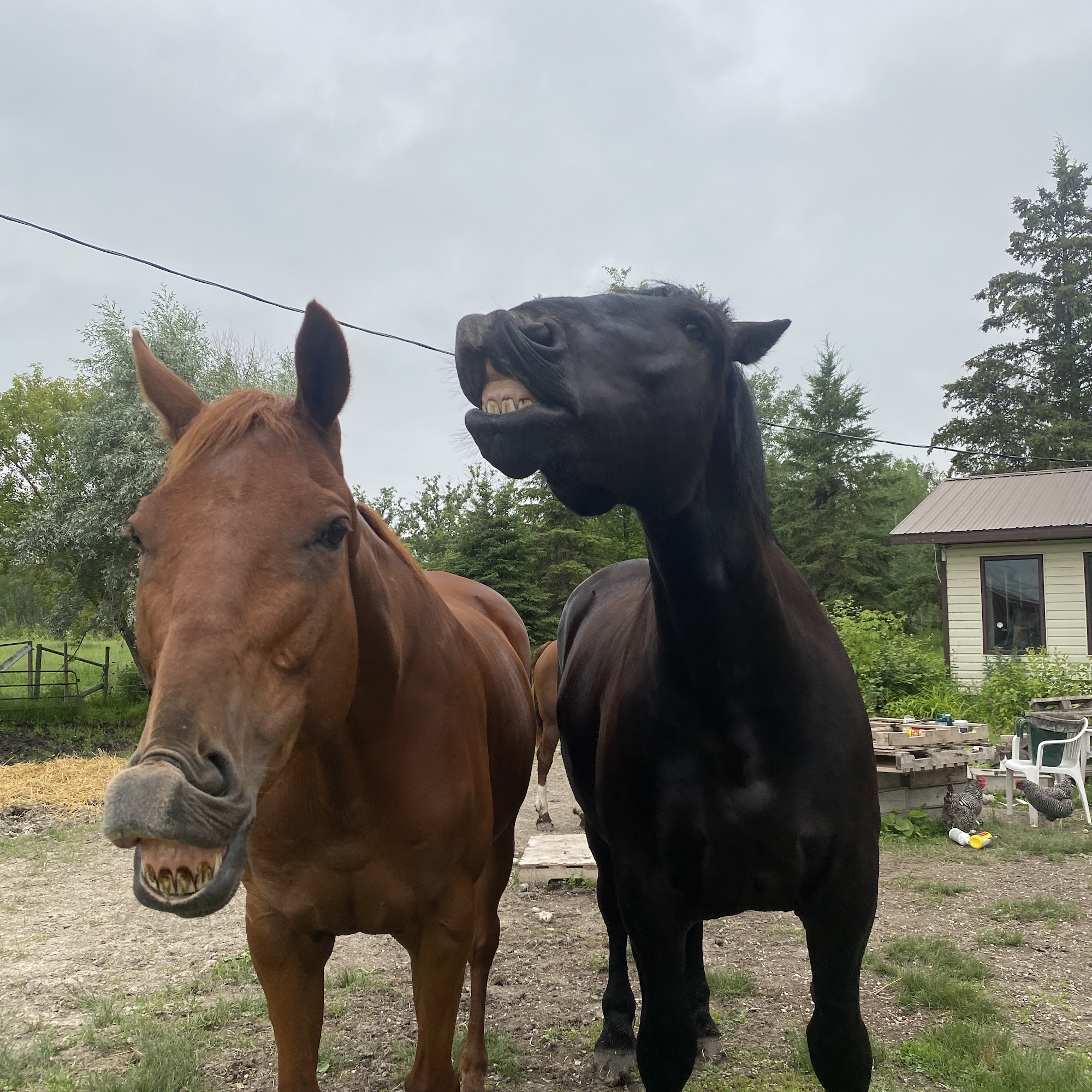 Kaljent Ag-Services Teulon