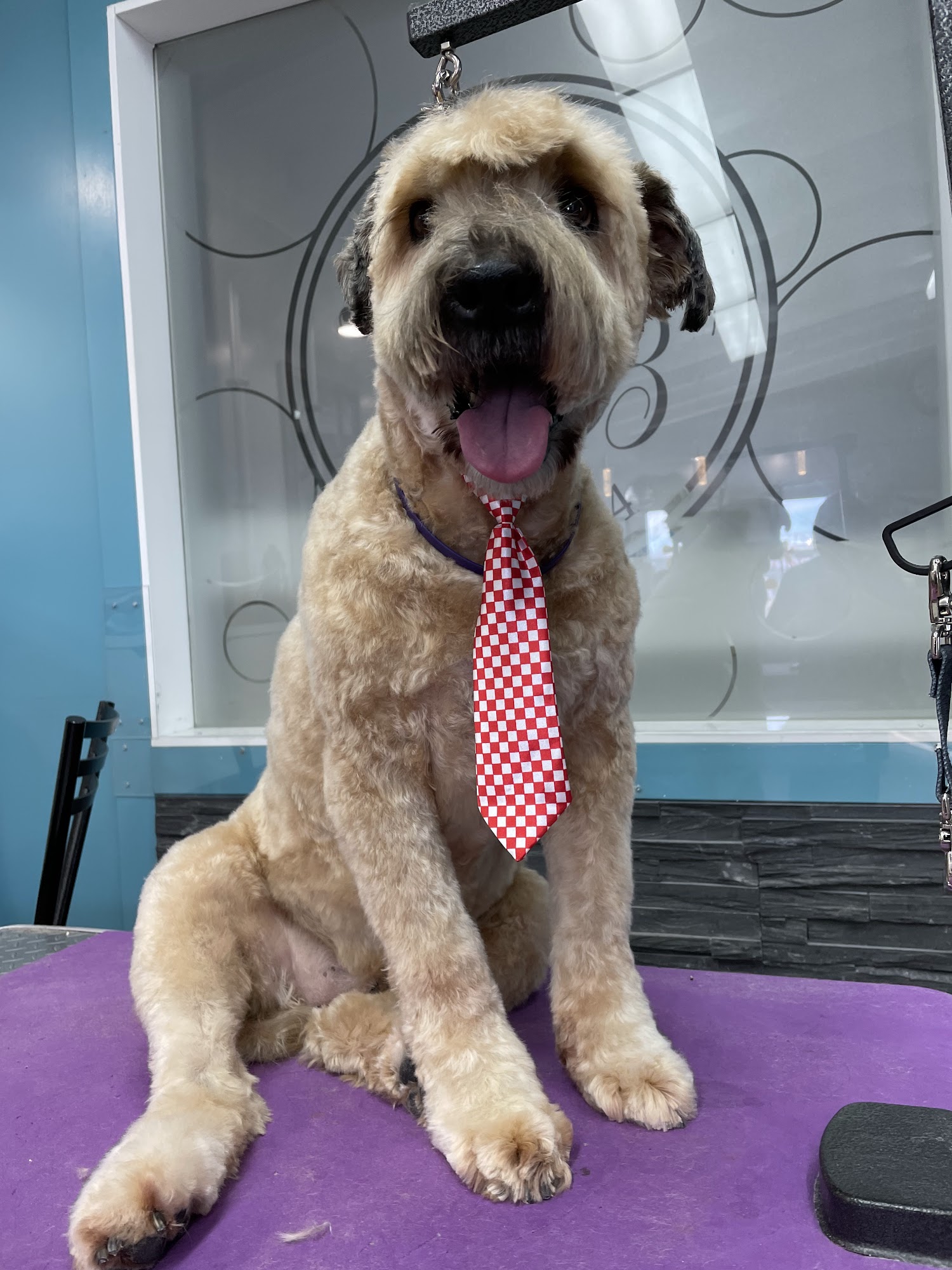 Barks n Bubbles Pet Spa Inc Winnipeg