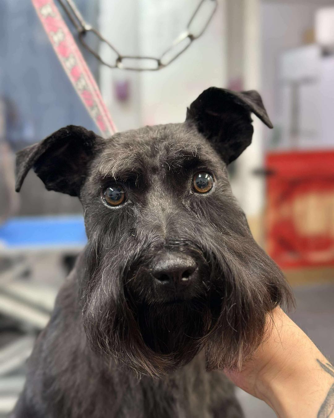 Vada's Club K9 Winnipeg