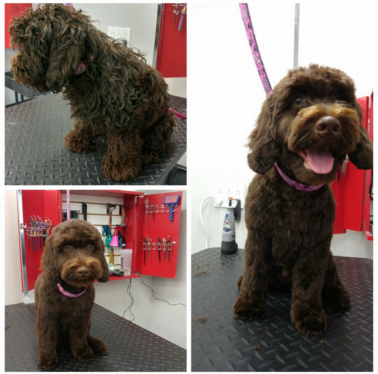 Vada's Club K9 Winnipeg