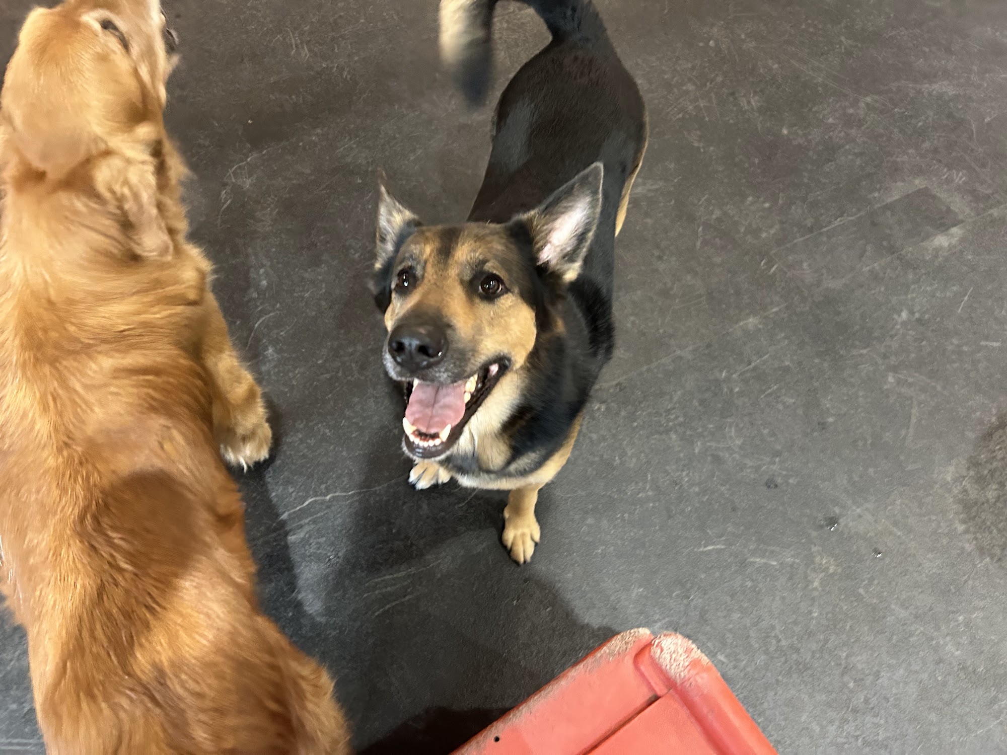 Woofs 'n Wags Dog Daycare Winnipeg