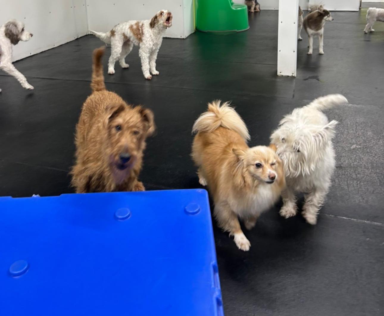 Woofs 'n Wags Dog Daycare Winnipeg