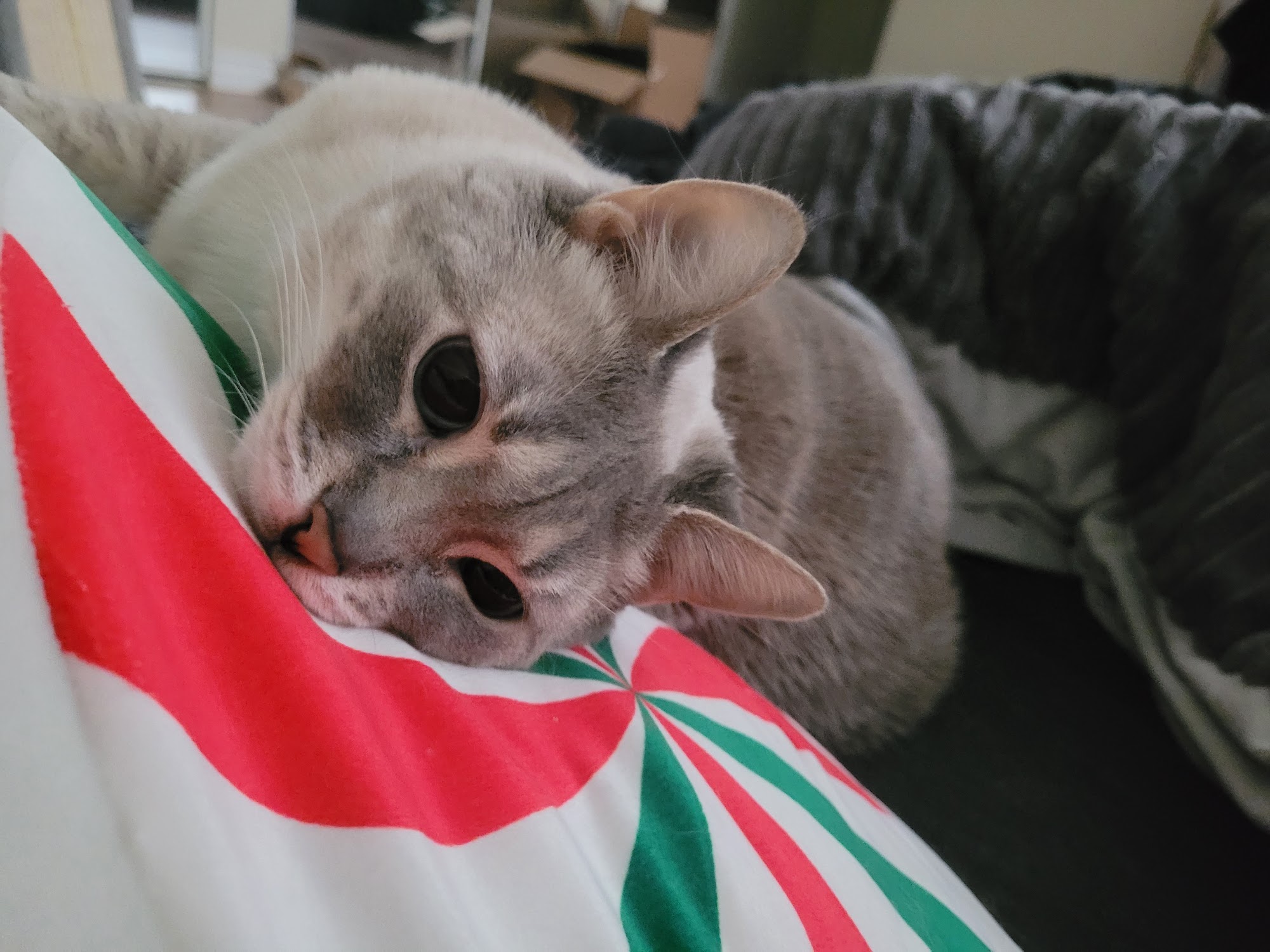 Linden Ridge Animal Hospital Winnipeg