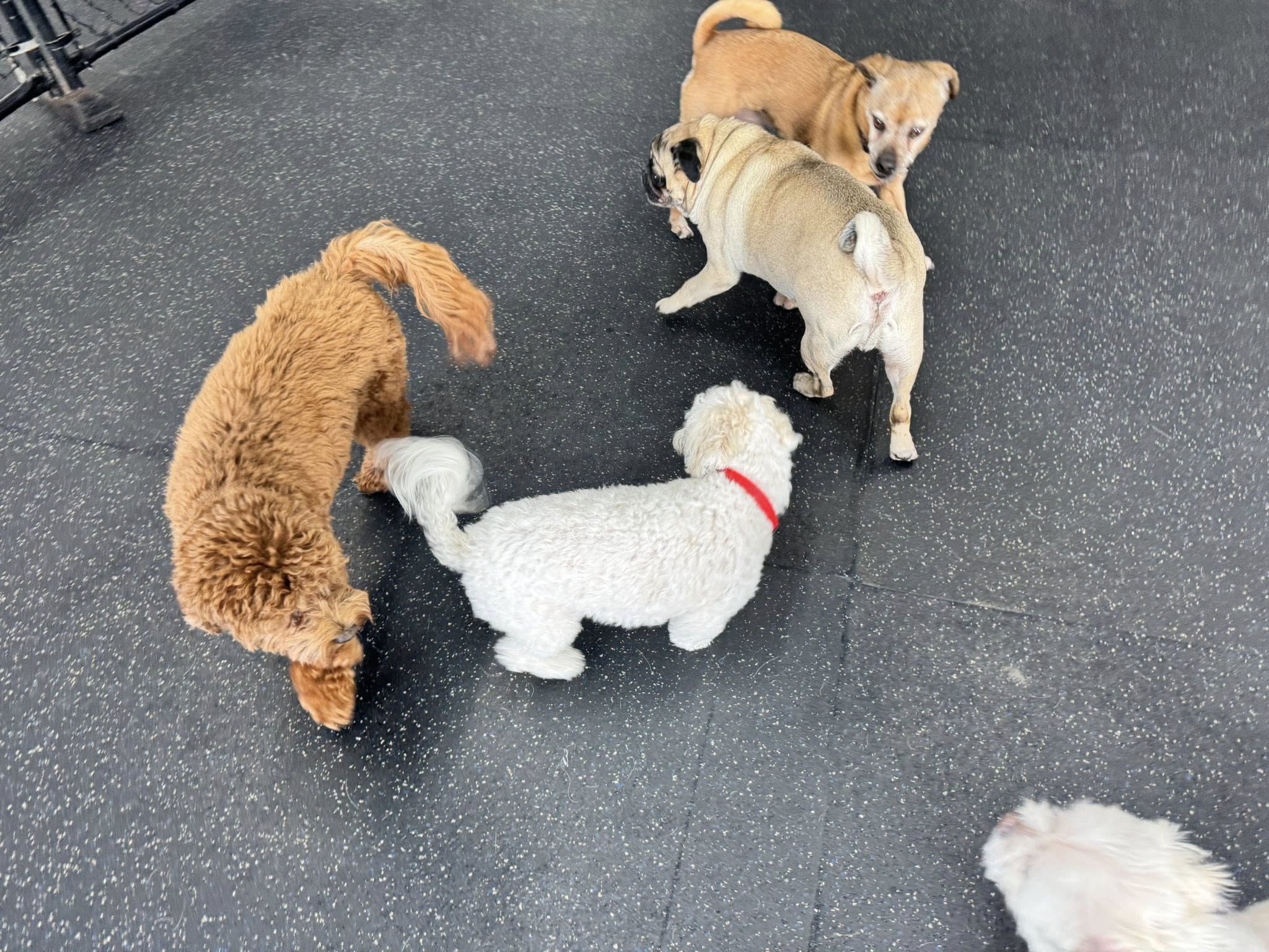 Sprockett's Doggy Day Camp Inc. (EAST) Winnipeg