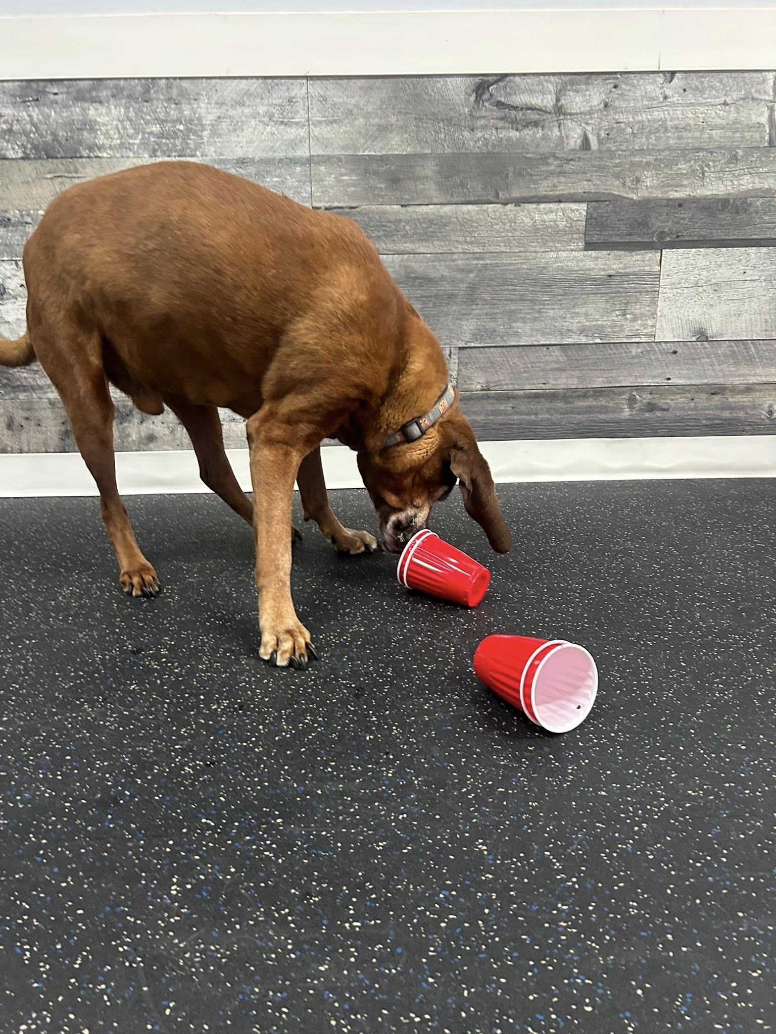 Sprockett's Doggy Day Camp Inc. (EAST) Winnipeg