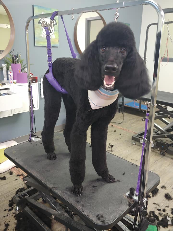 Dapper Dogs Winnipeg