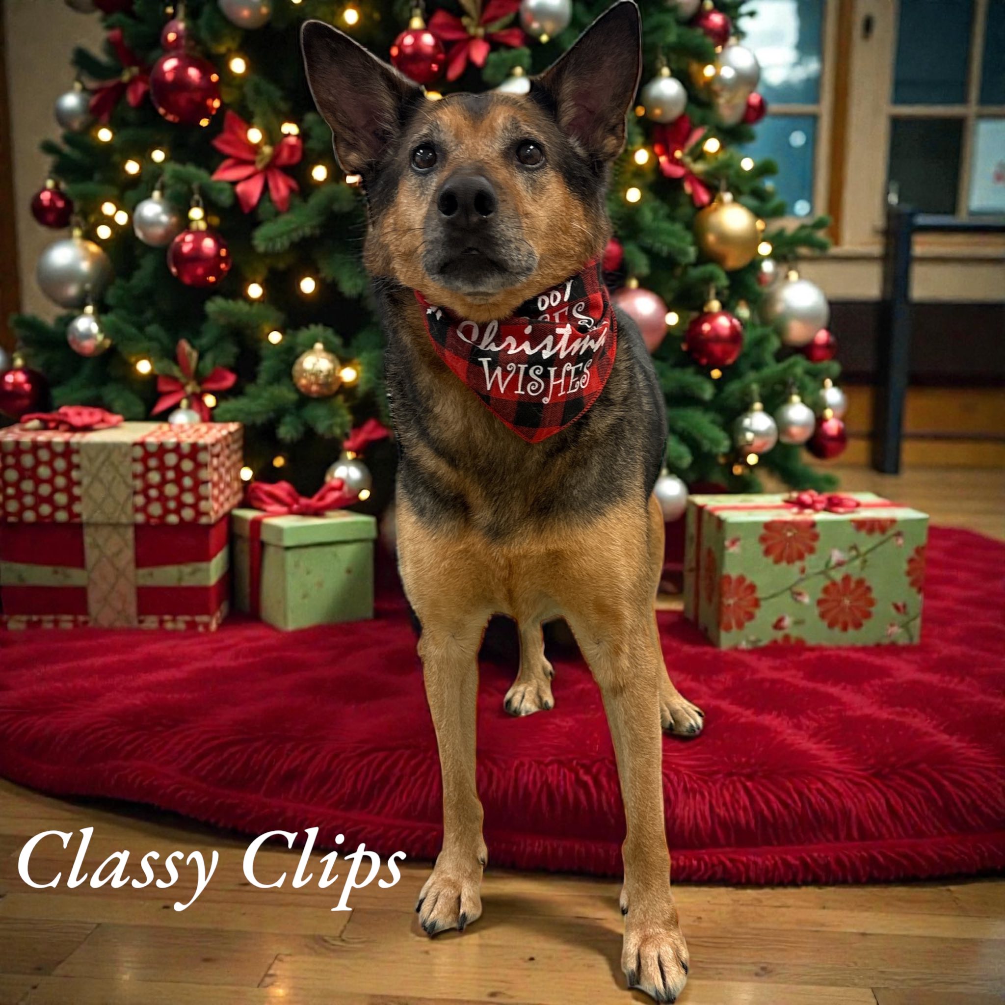 Classy Clips Inc Winnipeg